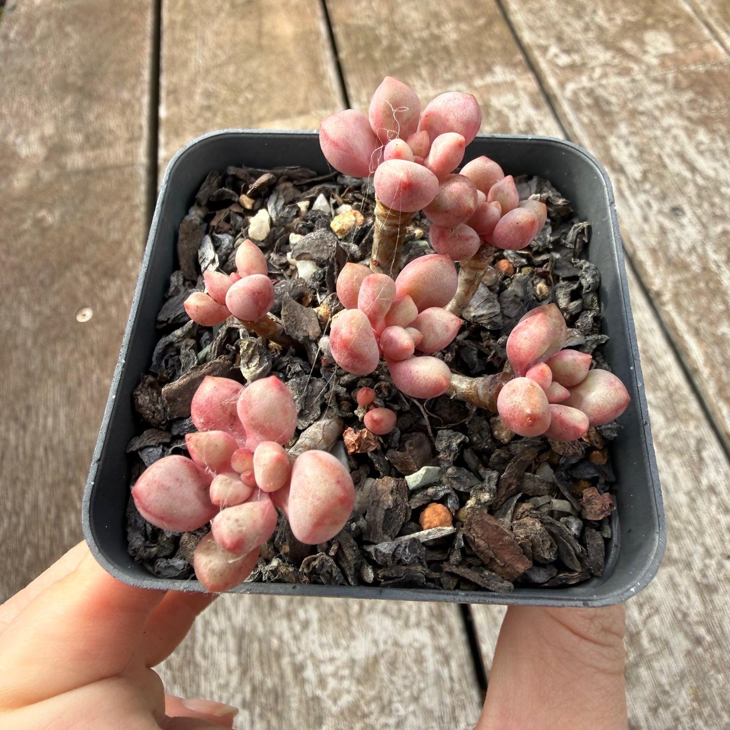 0505 圆叶先锋派
