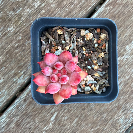 1205 Pachyveria 'Red Tassel'