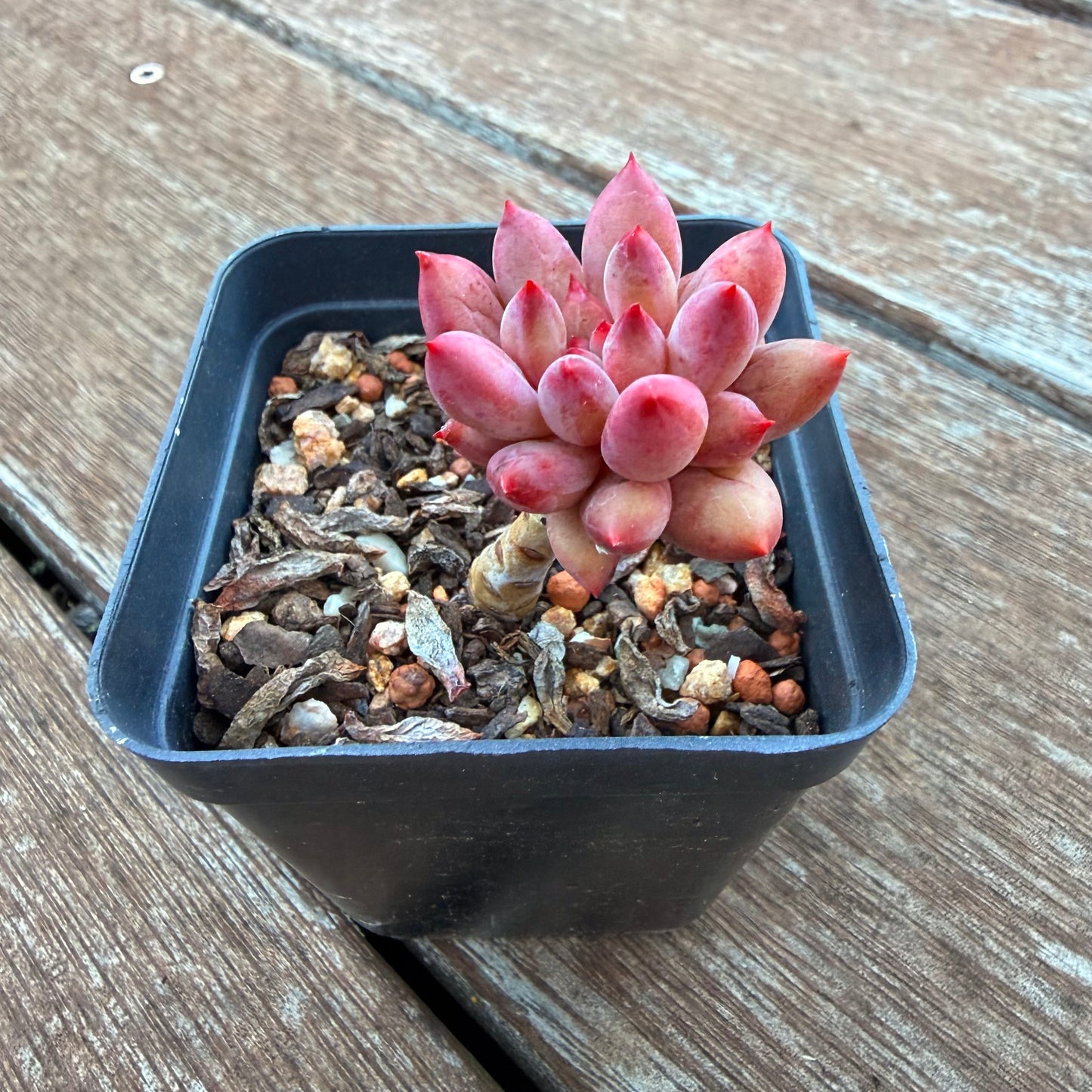 1205 Pachyveria 'Red Tassel'