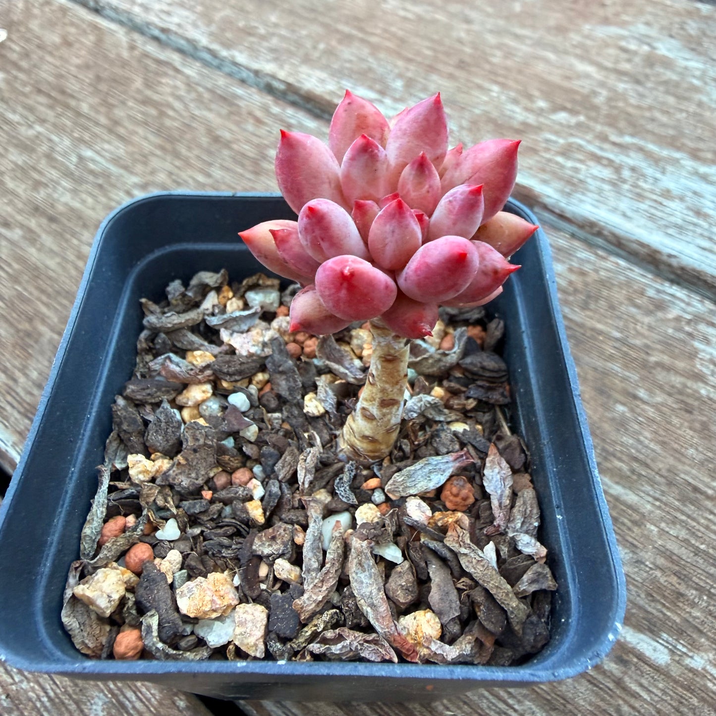 1205 Pachyveria 'Red Tassel'