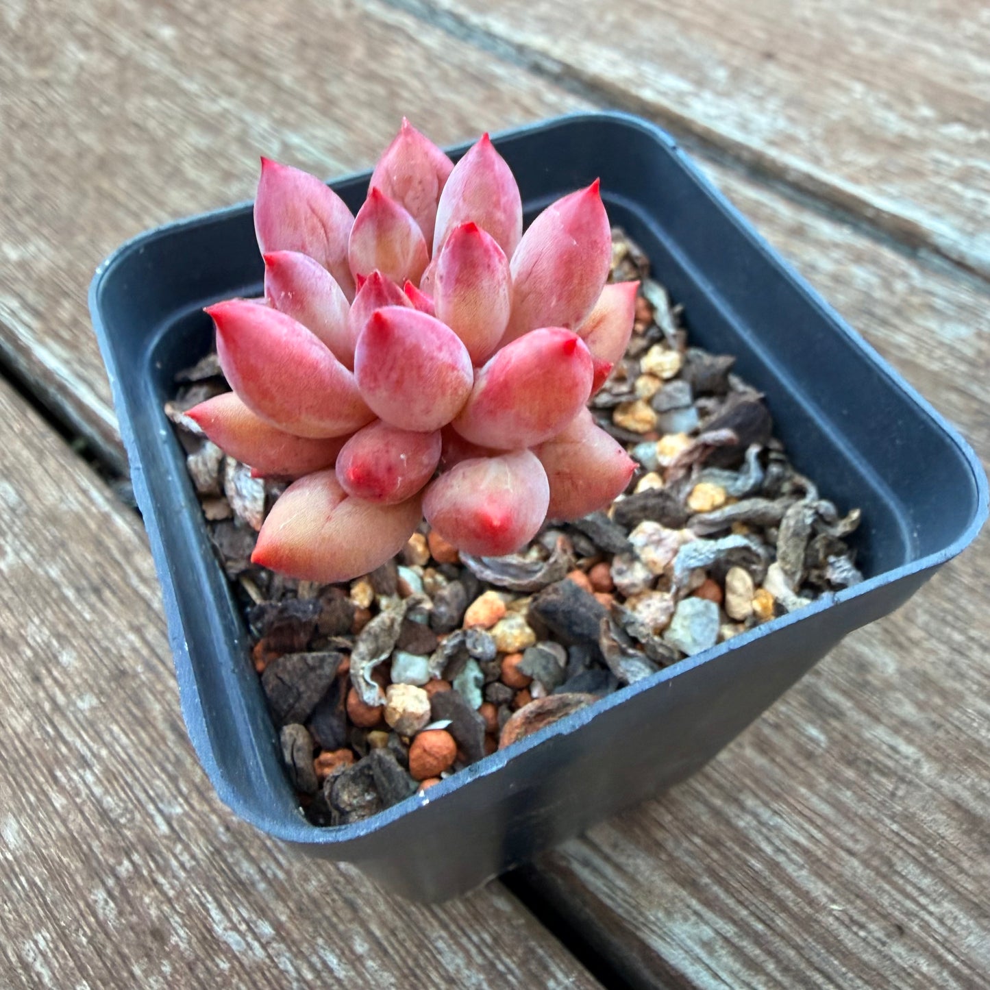 1205 Pachyveria 'Red Tassel'