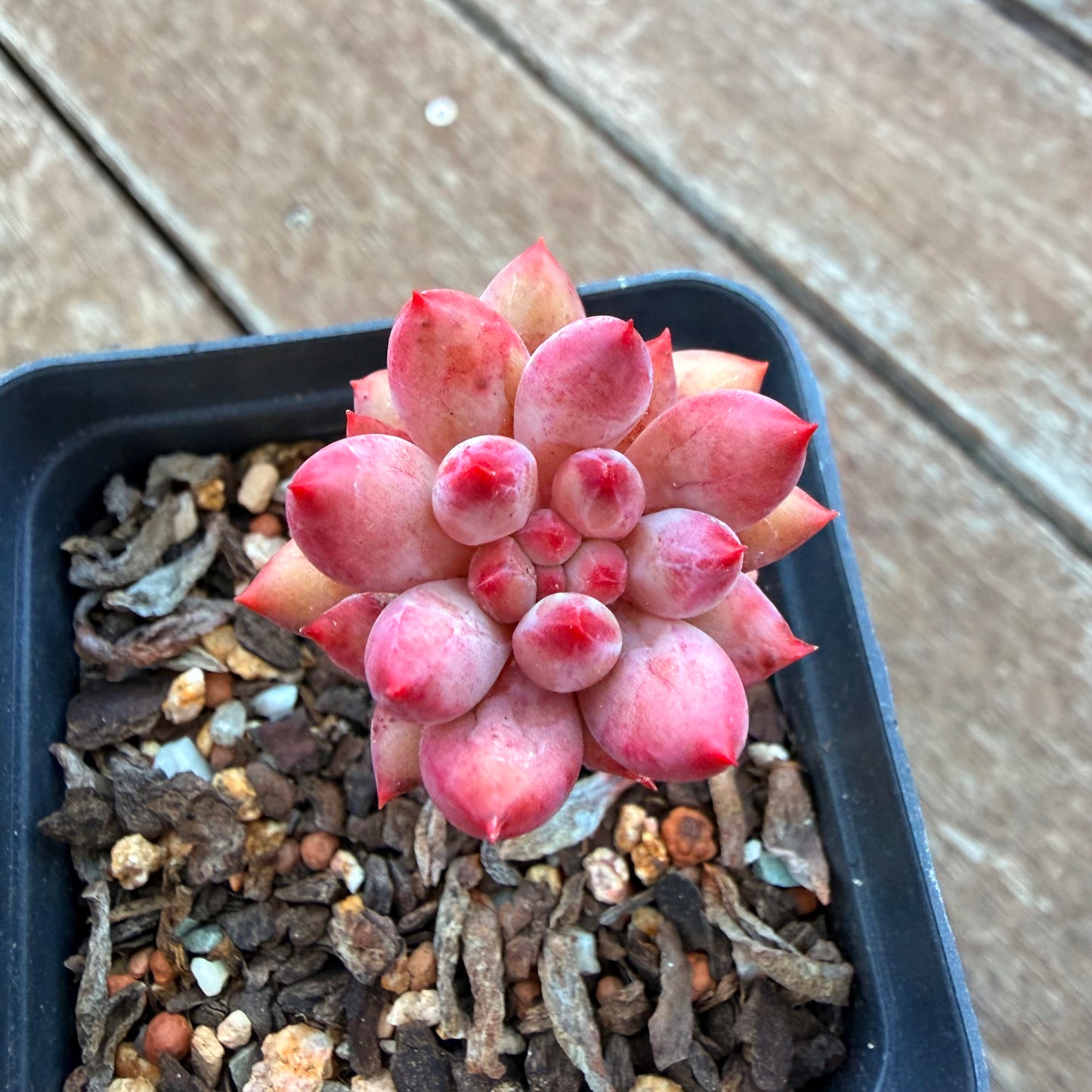 1205 Pachyveria 'Red Tassel'