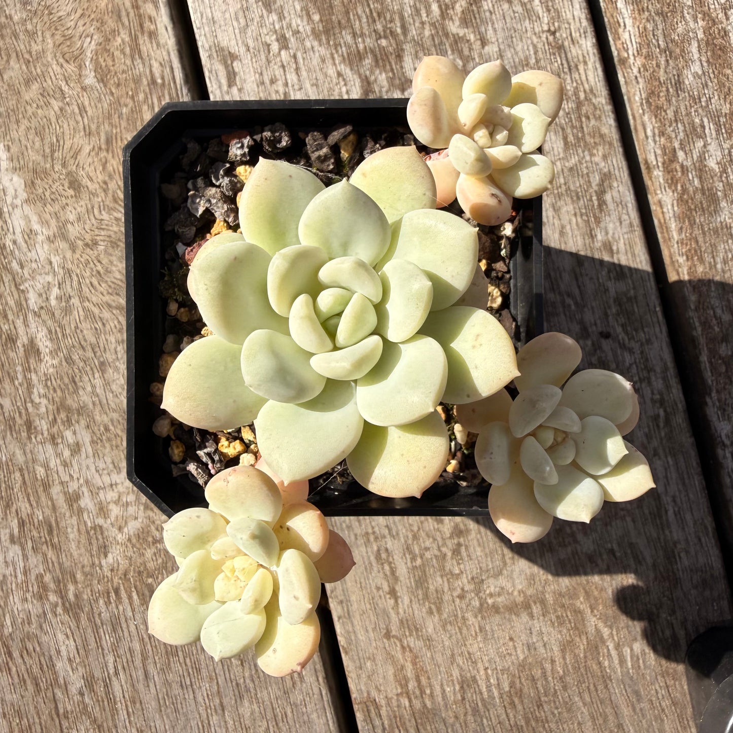 0505 澳洲香草