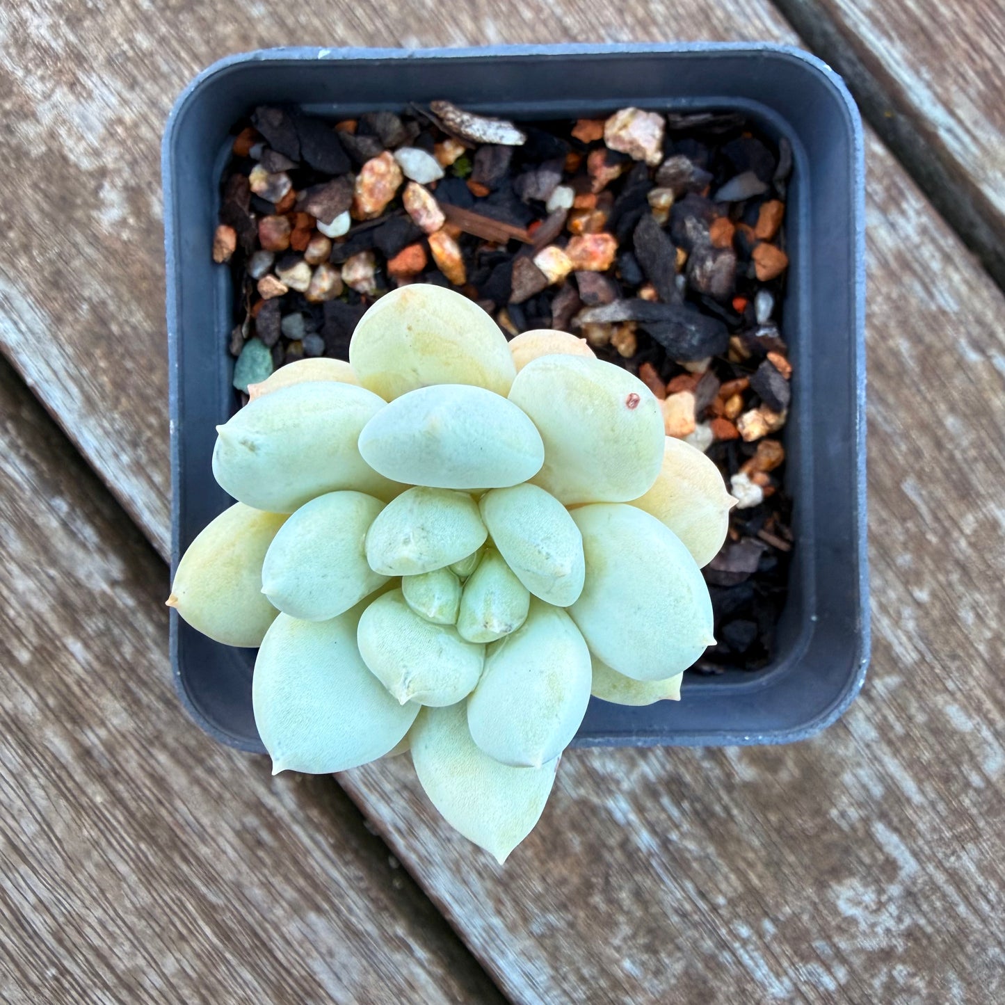 1205 Sedeveria Pudgy