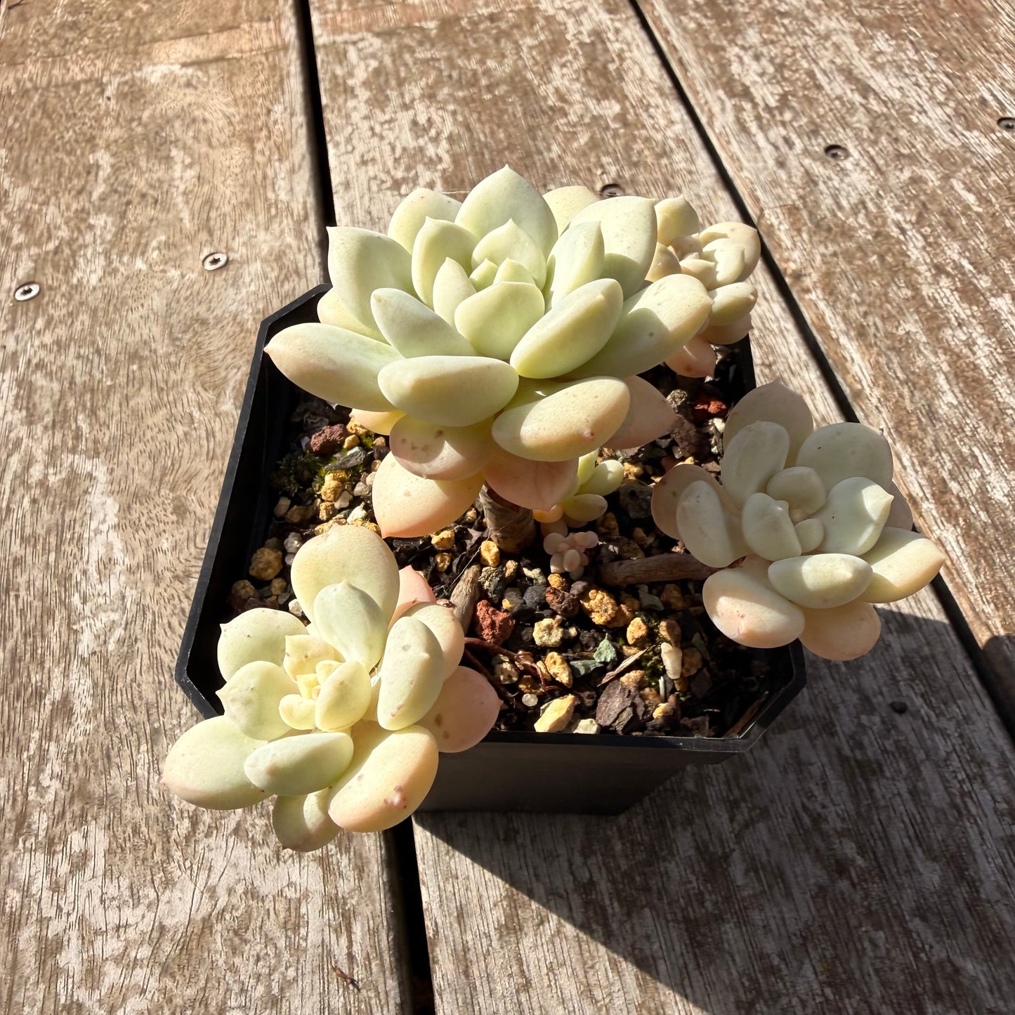 0505 澳洲香草