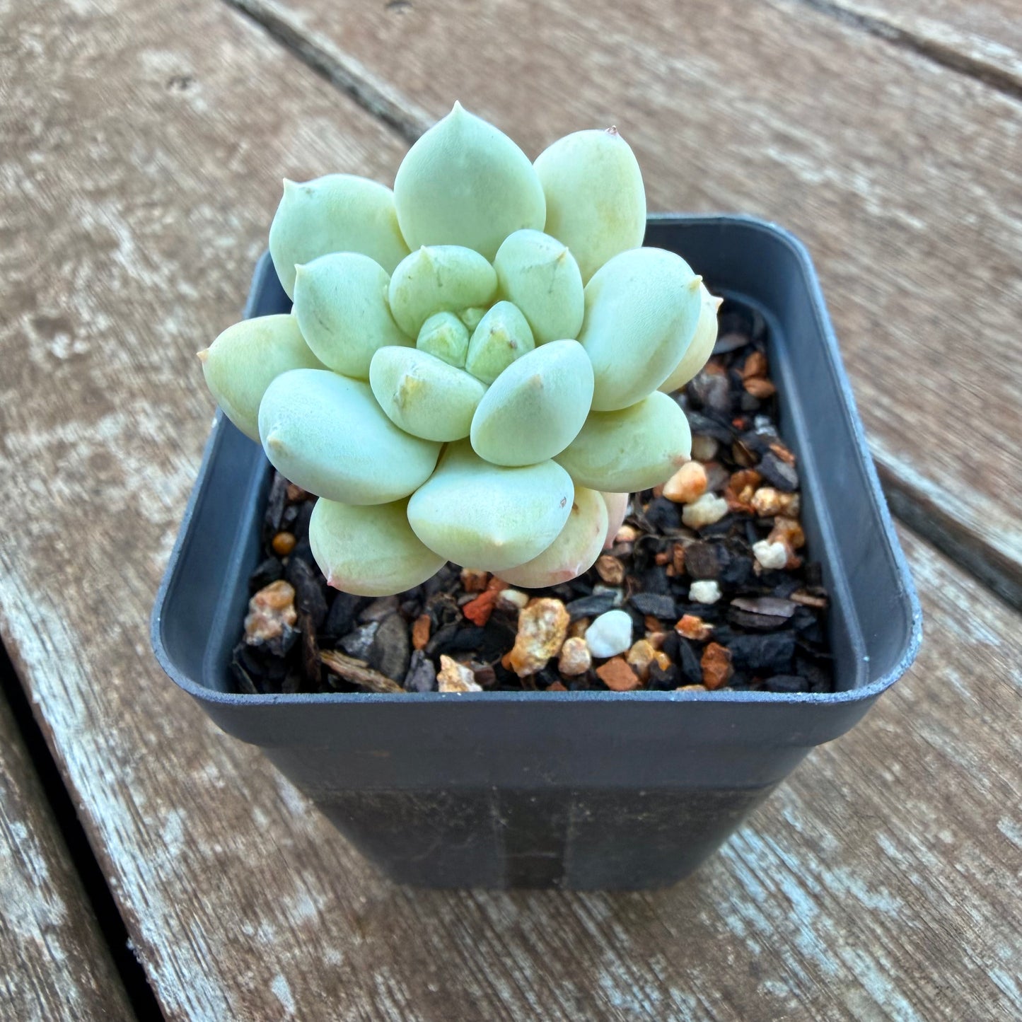 1205 Sedeveria Pudgy