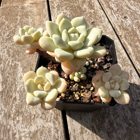 0505 澳洲香草