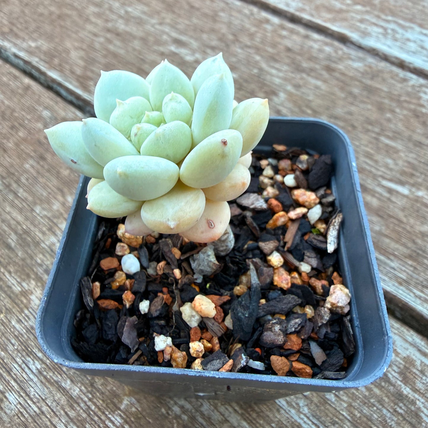 1205 Sedeveria Pudgy