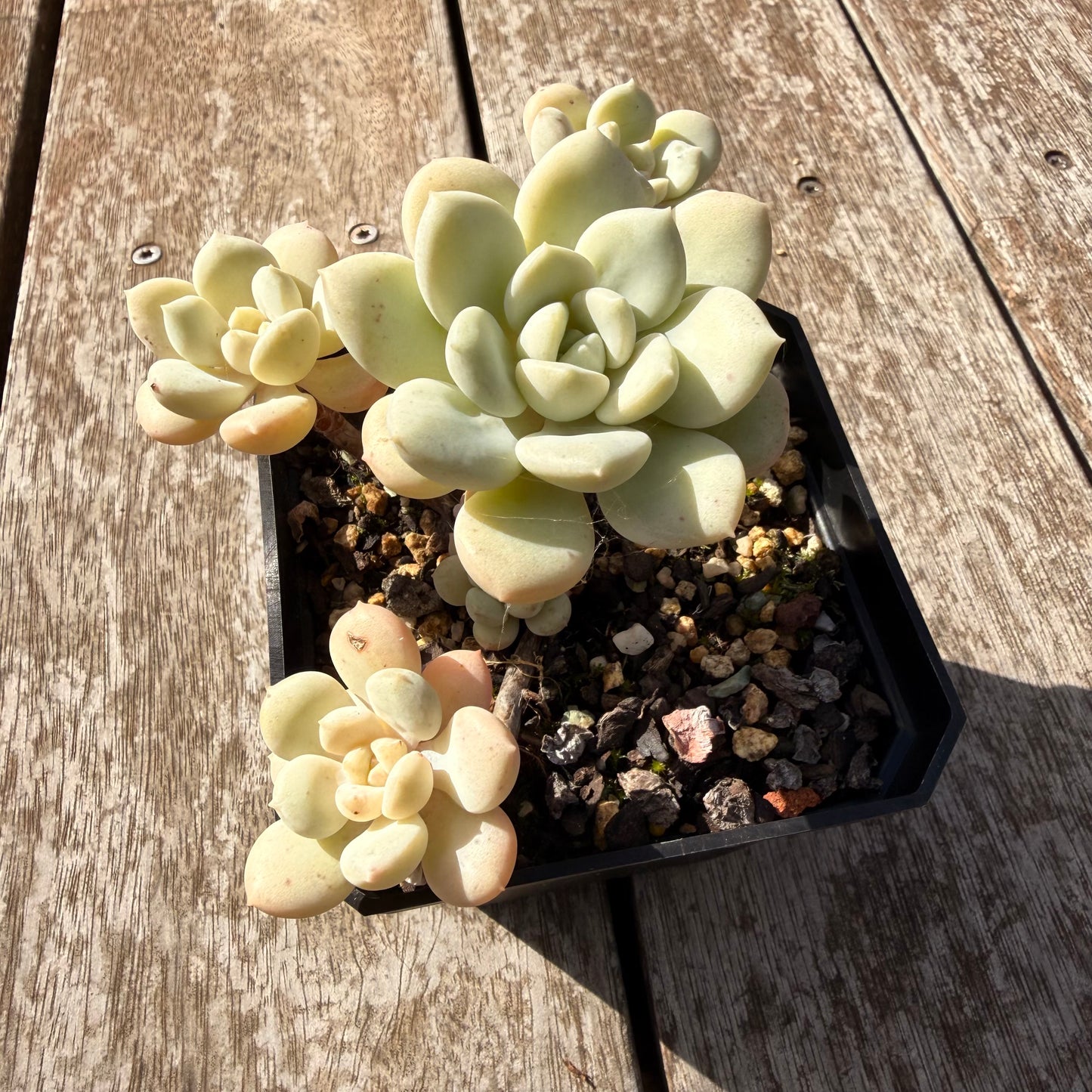 0505 澳洲香草