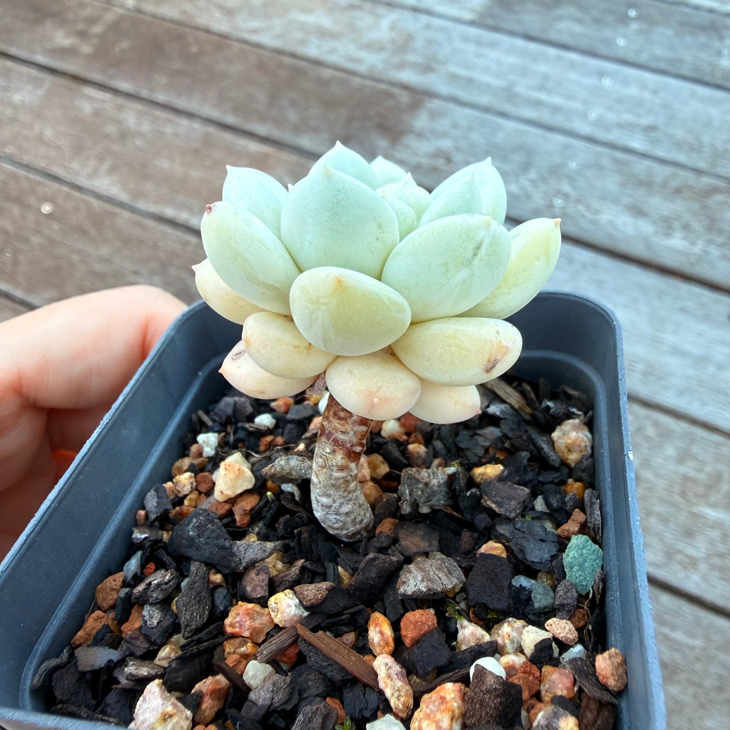 1205 Sedeveria Pudgy