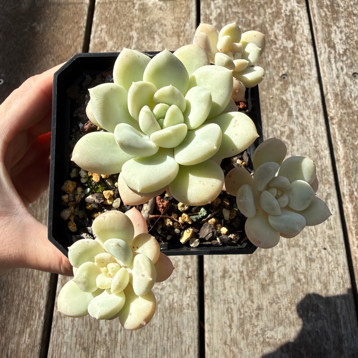 0505 澳洲香草