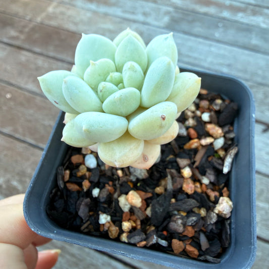 1205 Sedeveria Pudgy