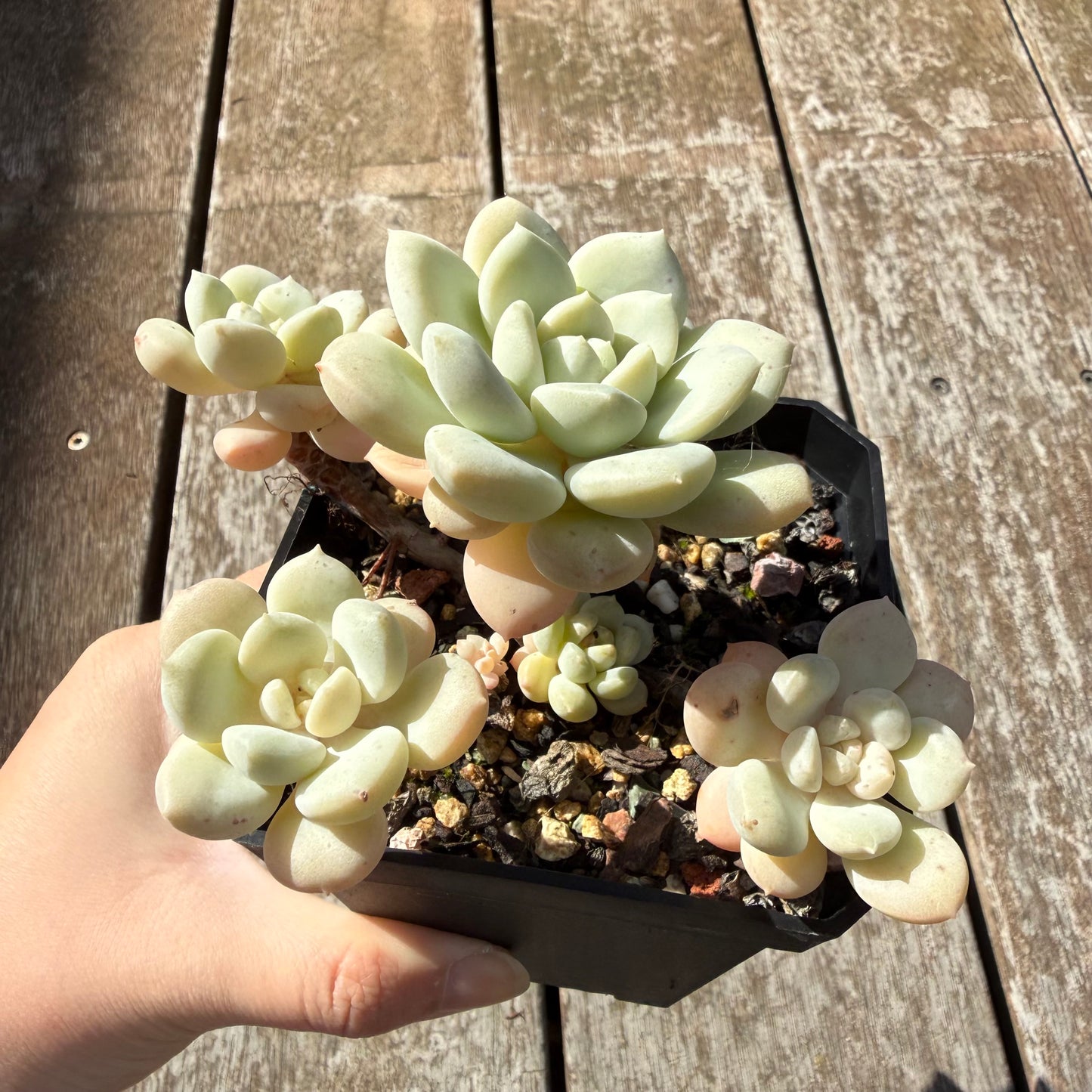 0505 澳洲香草