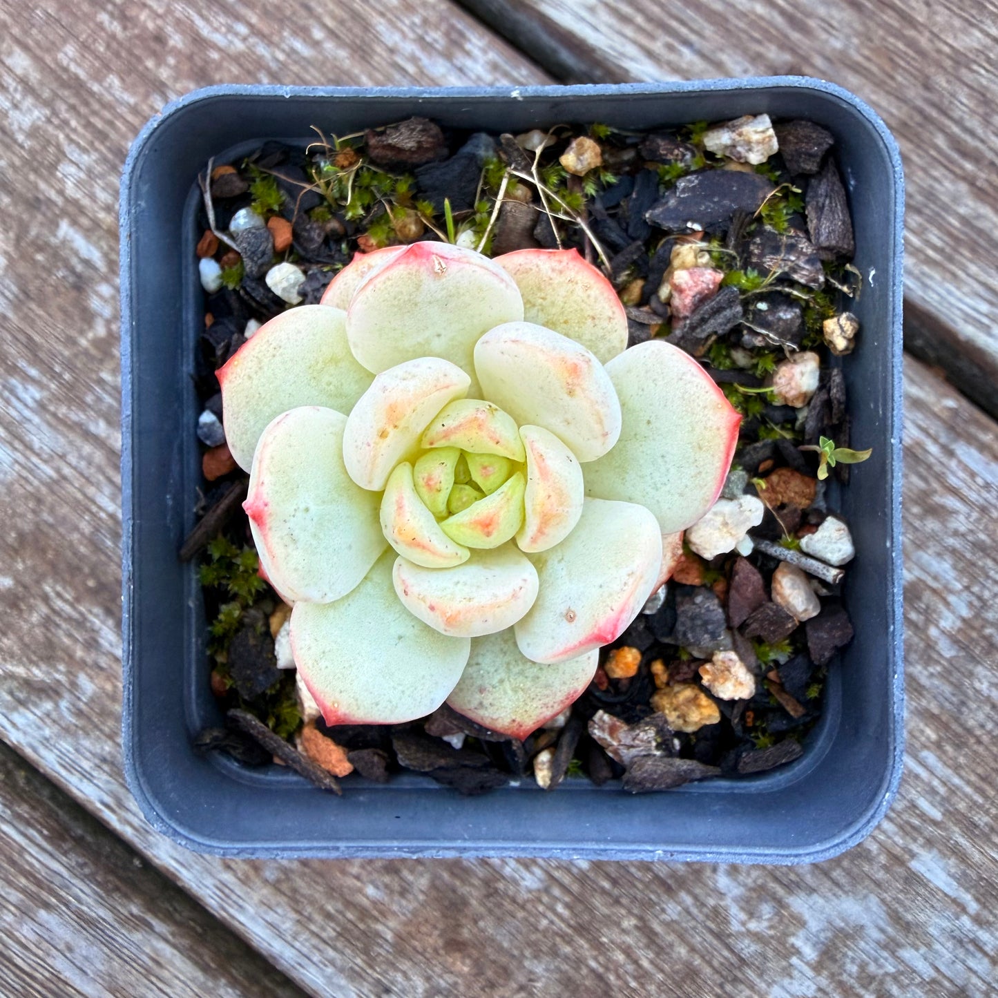 1205 Sedeveria Vanilla Bis