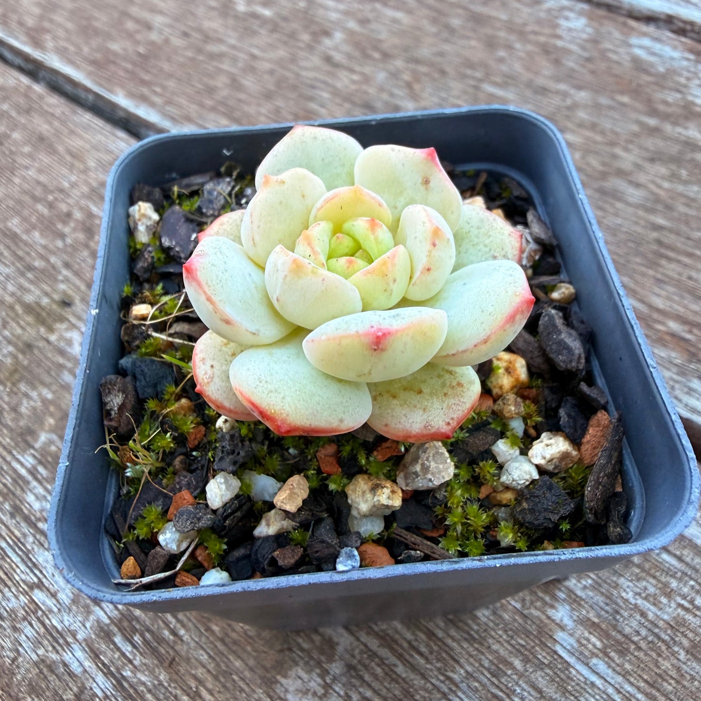1205 Sedeveria Vanilla Bis