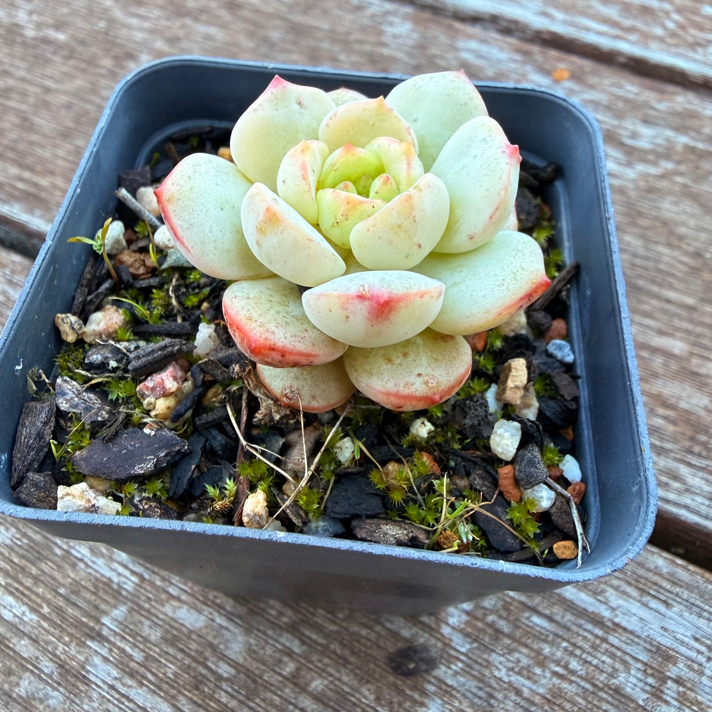 1205 Sedeveria Vanilla Bis