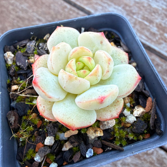 1205 Sedeveria Vanilla Bis