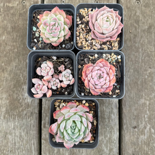 000 Succulent Value Pack [D1]