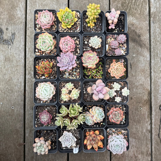 000 Succulent Jumbo Value Pack [J1]