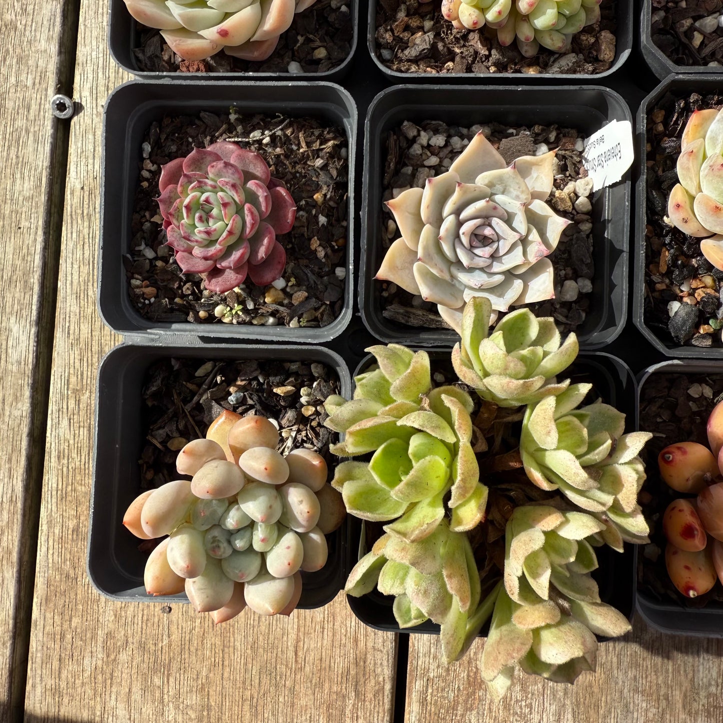 000 Succulent Jumbo Value Pack [J1]