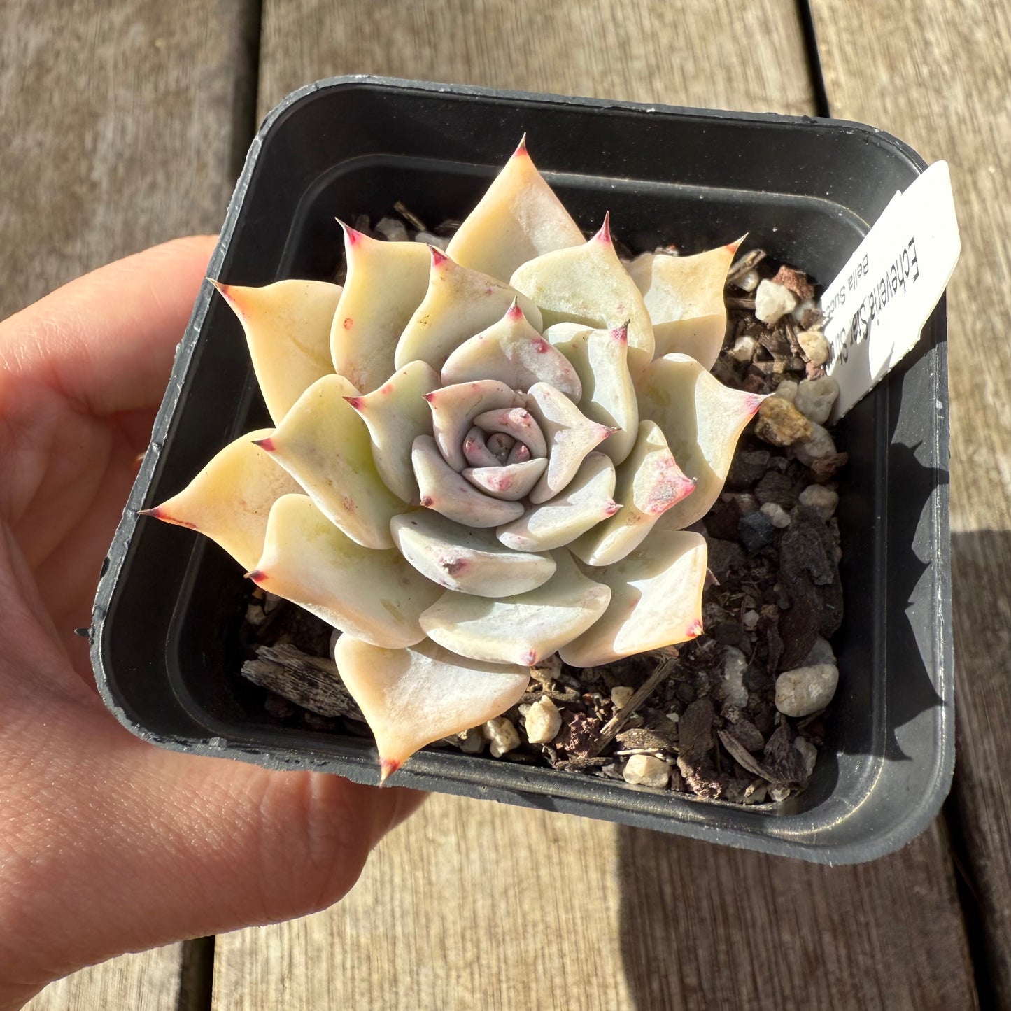 000 Succulent Jumbo Value Pack [J1]