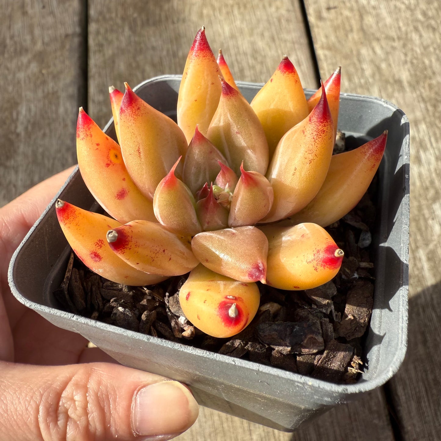 000 Succulent Jumbo Value Pack [J1]