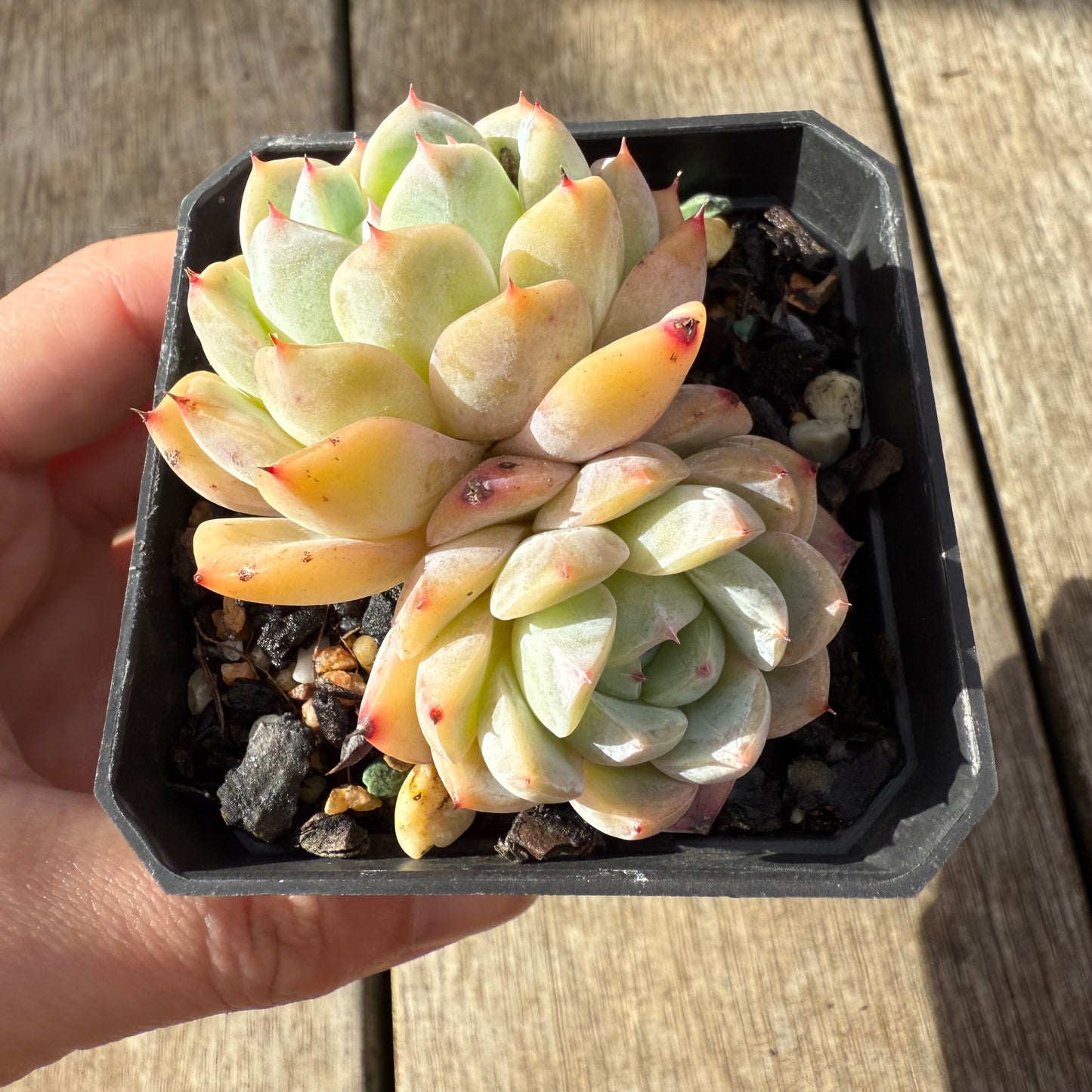 000 Succulent Jumbo Value Pack [J1]