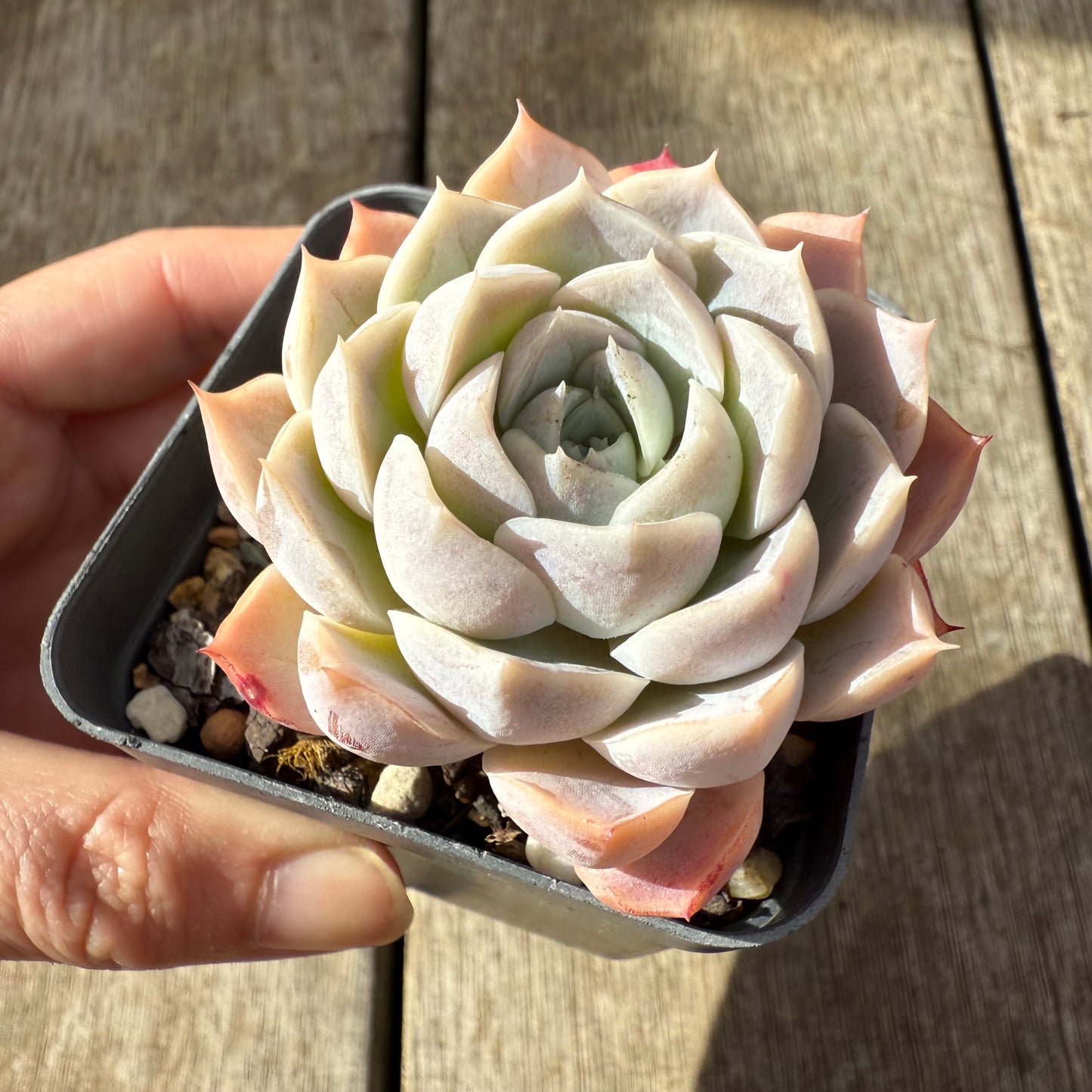 000 Succulent Jumbo Value Pack [J1]