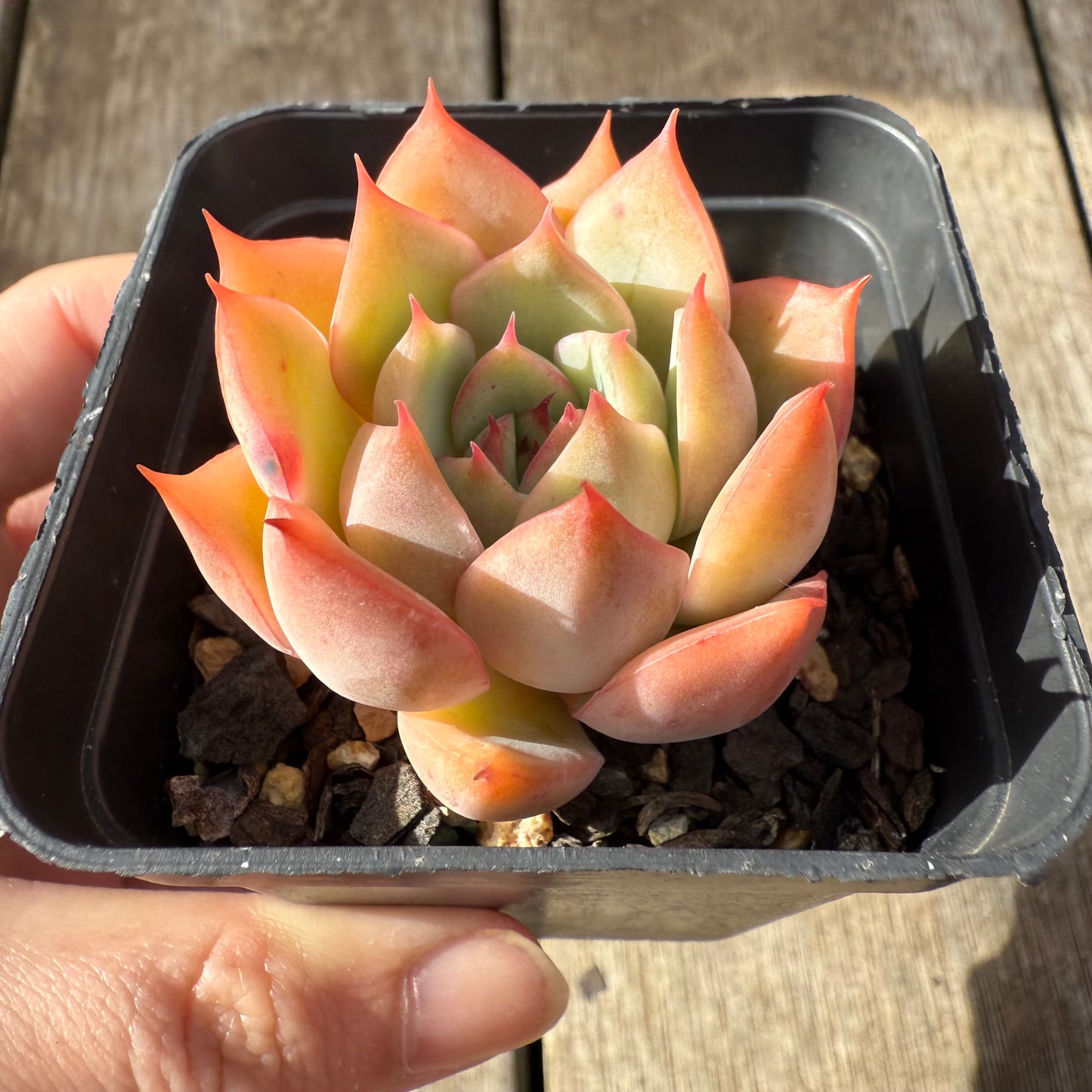 000 Succulent Jumbo Value Pack [J1]