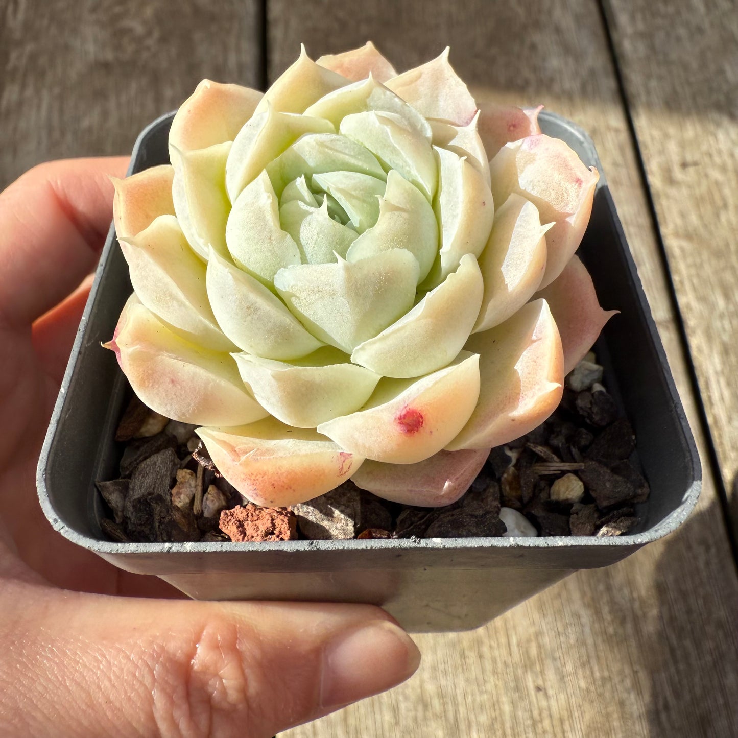 000 Succulent Jumbo Value Pack [J1]