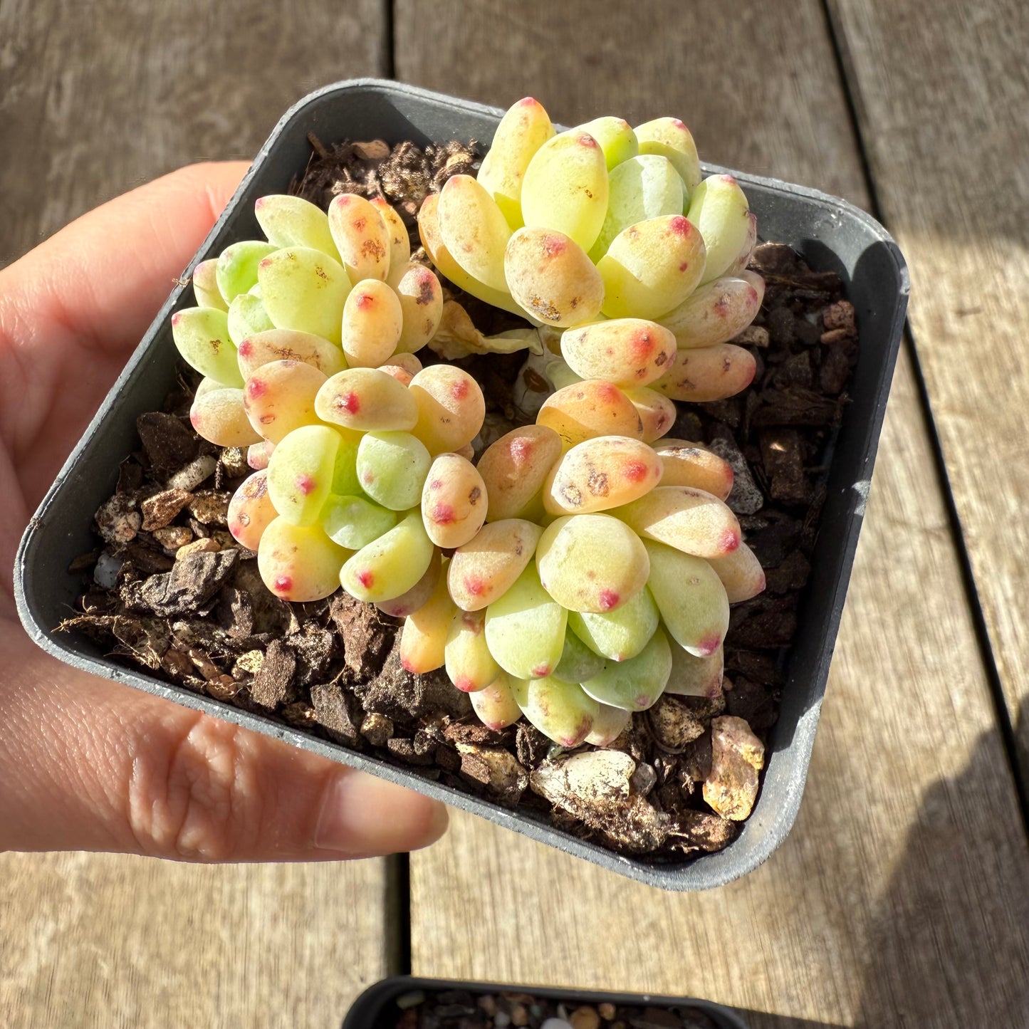 000 Succulent Jumbo Value Pack [J1]