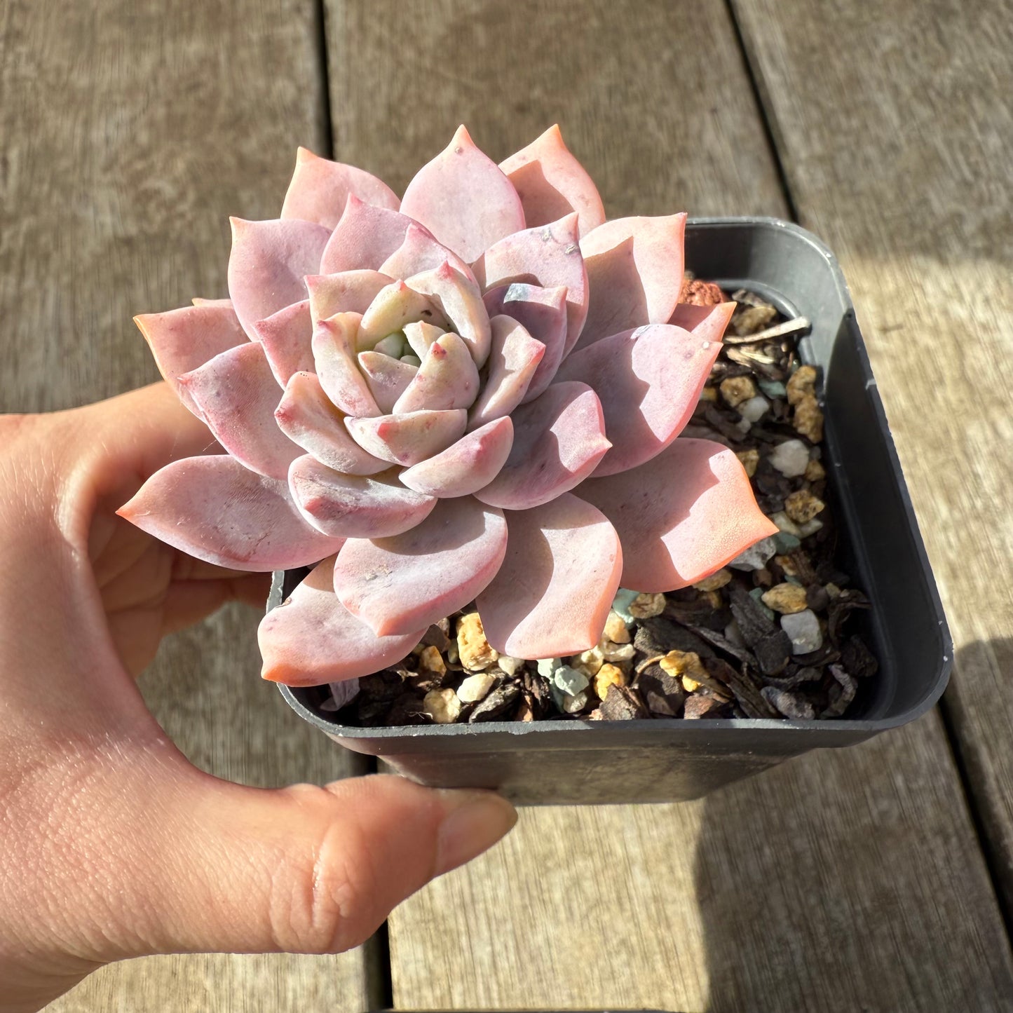 000 Succulent Jumbo Value Pack [J1]