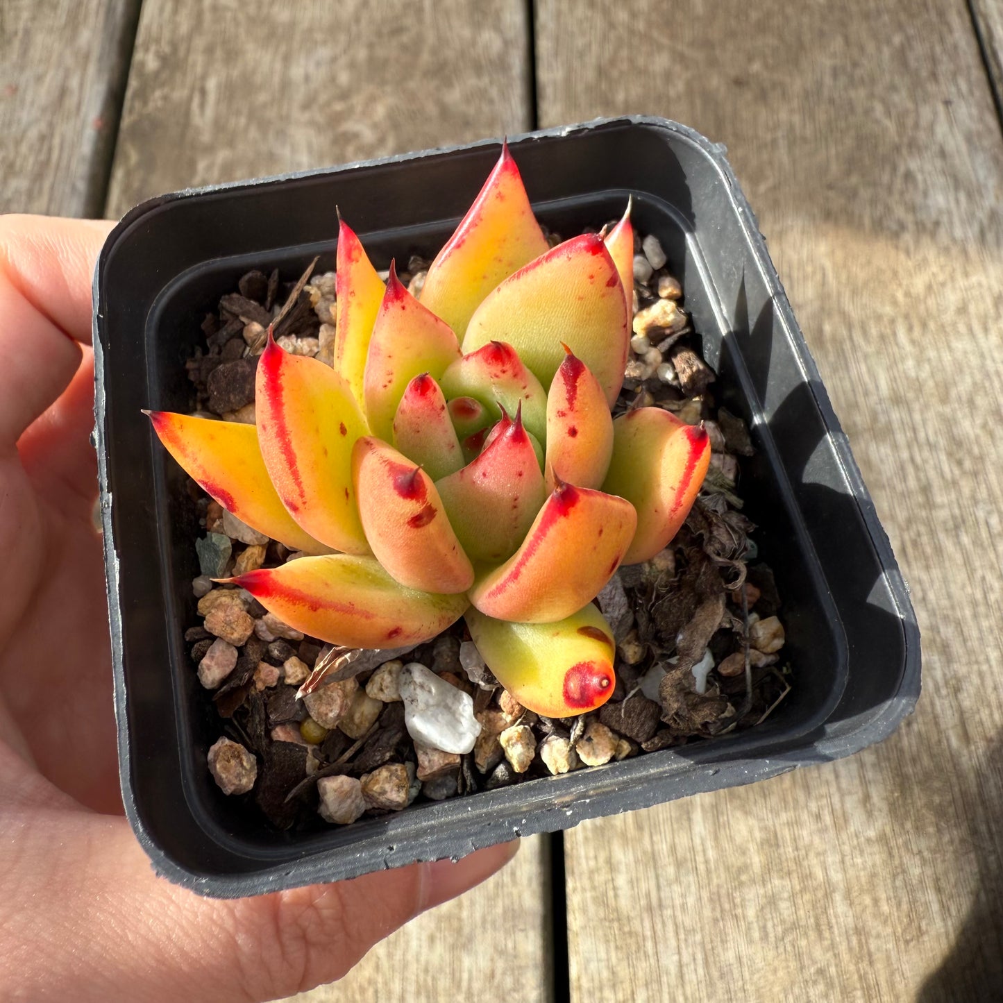 000 Succulent Jumbo Value Pack [J1]