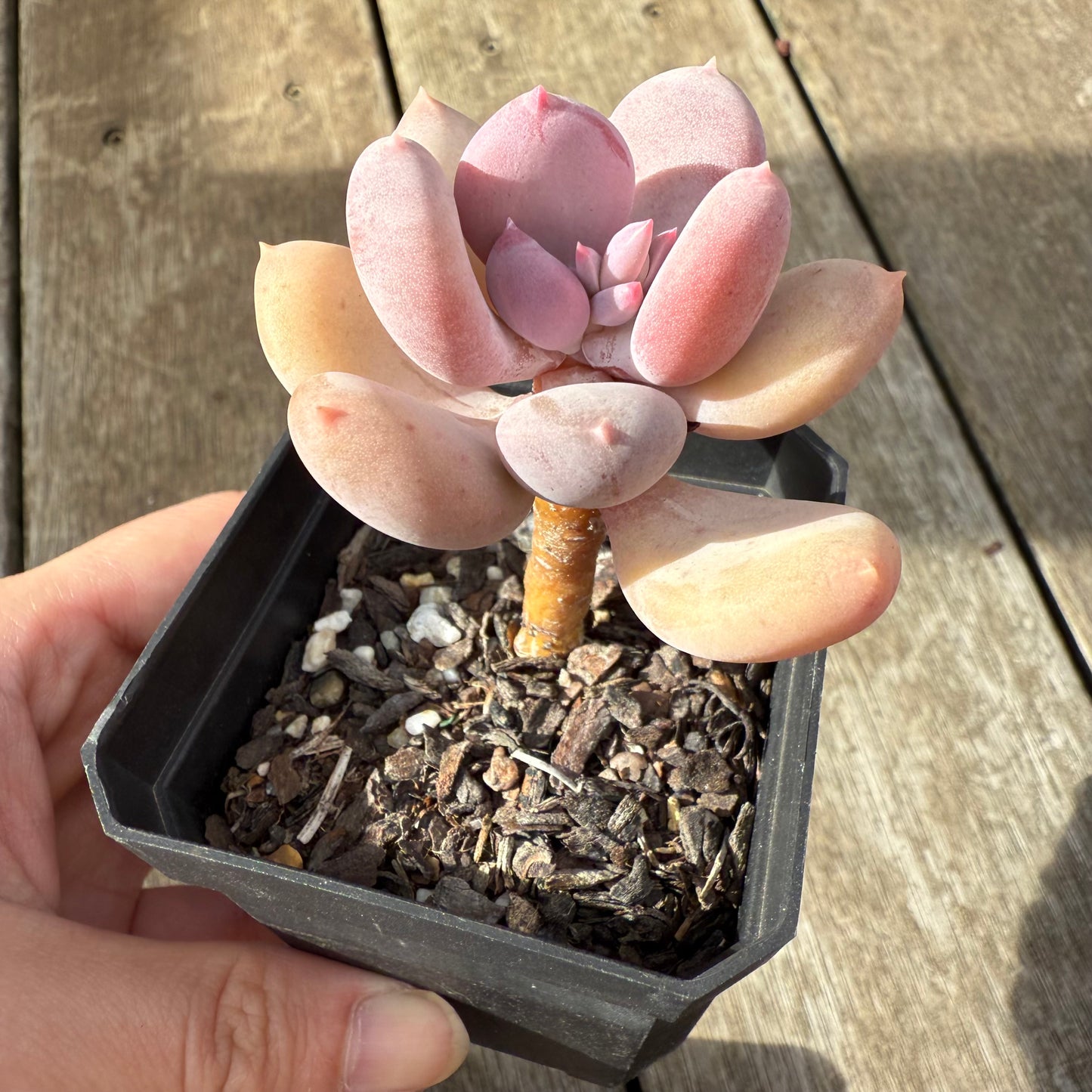 000 Succulent Jumbo Value Pack [J1]