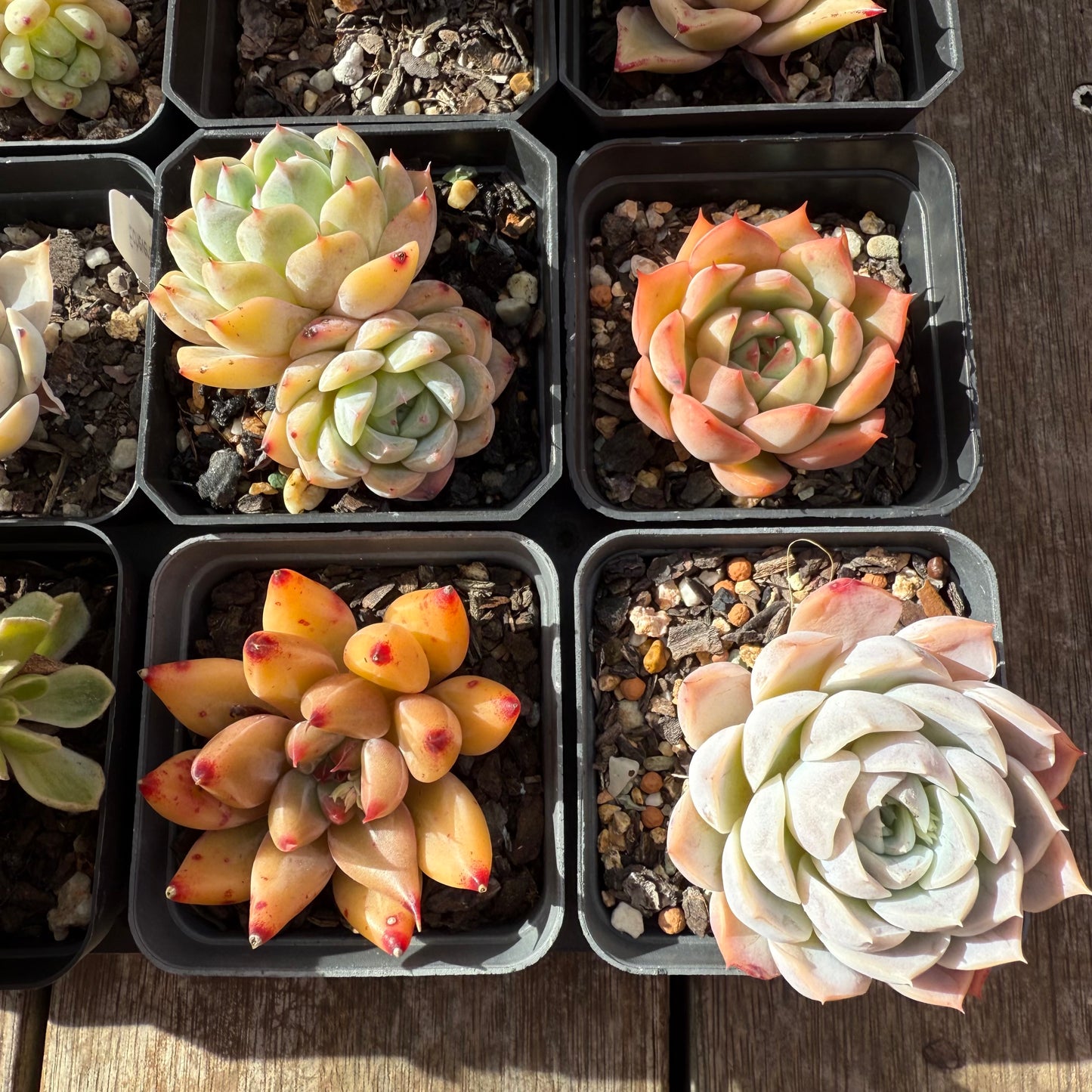 000 Succulent Jumbo Value Pack [J1]