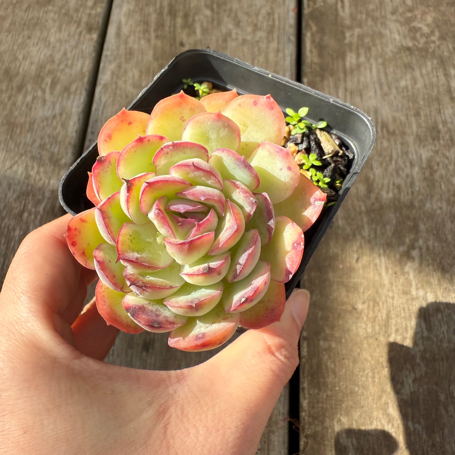 000 Succulent Jumbo Value Pack [J1]