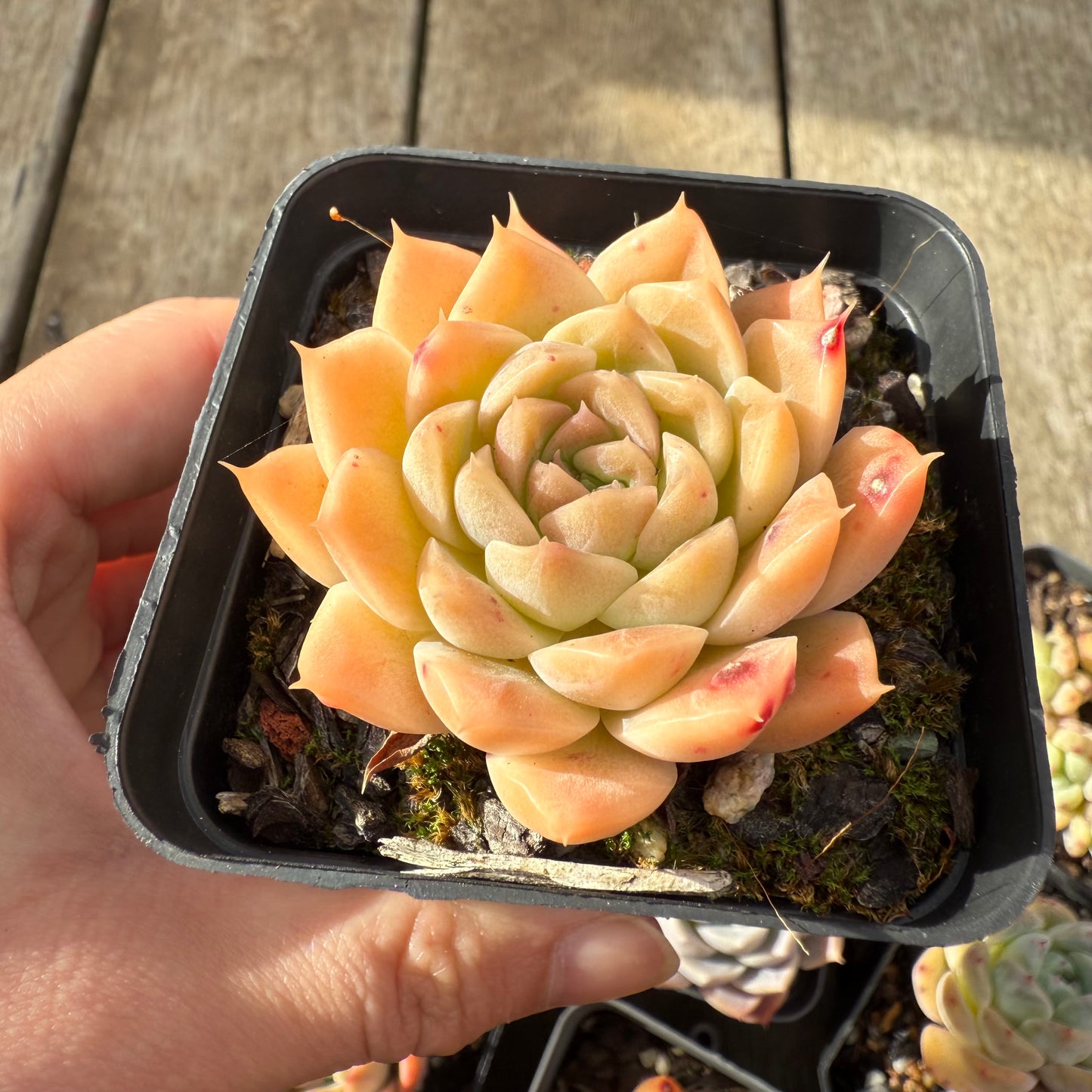 000 Succulent Jumbo Value Pack [J1]