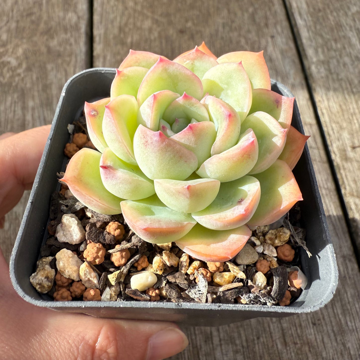 000 Succulent Jumbo Value Pack [J1]