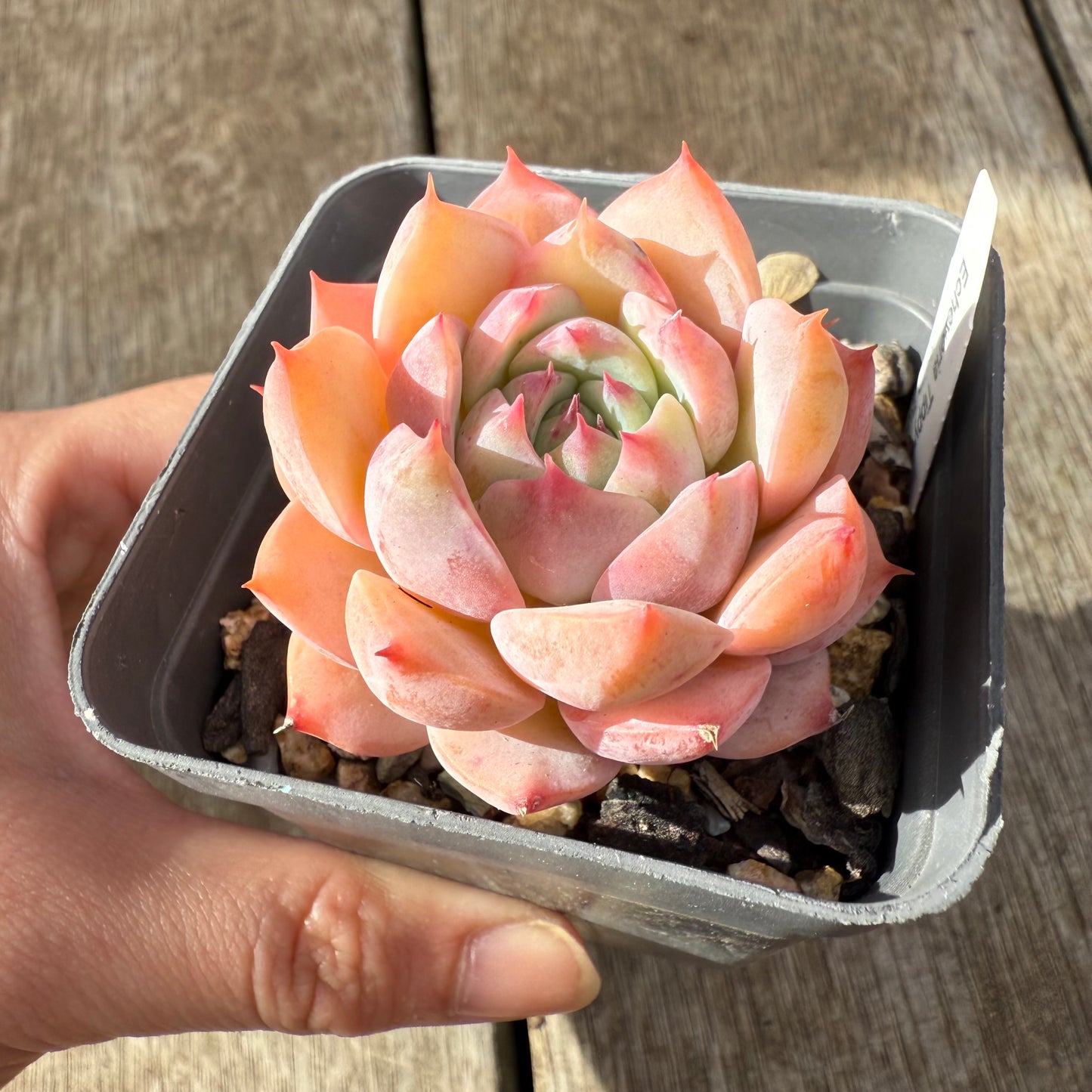 000 Succulent Jumbo Value Pack [J1]
