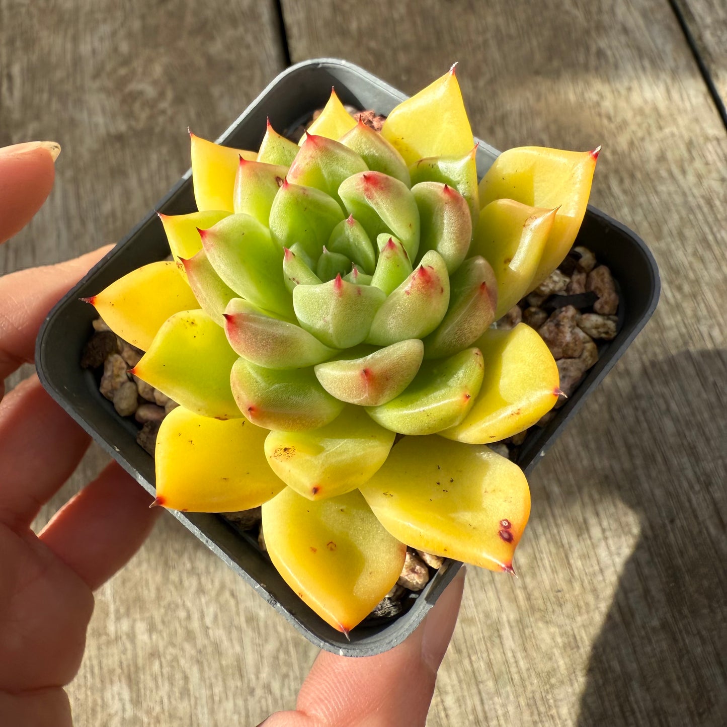 000 Succulent Jumbo Value Pack [J1]