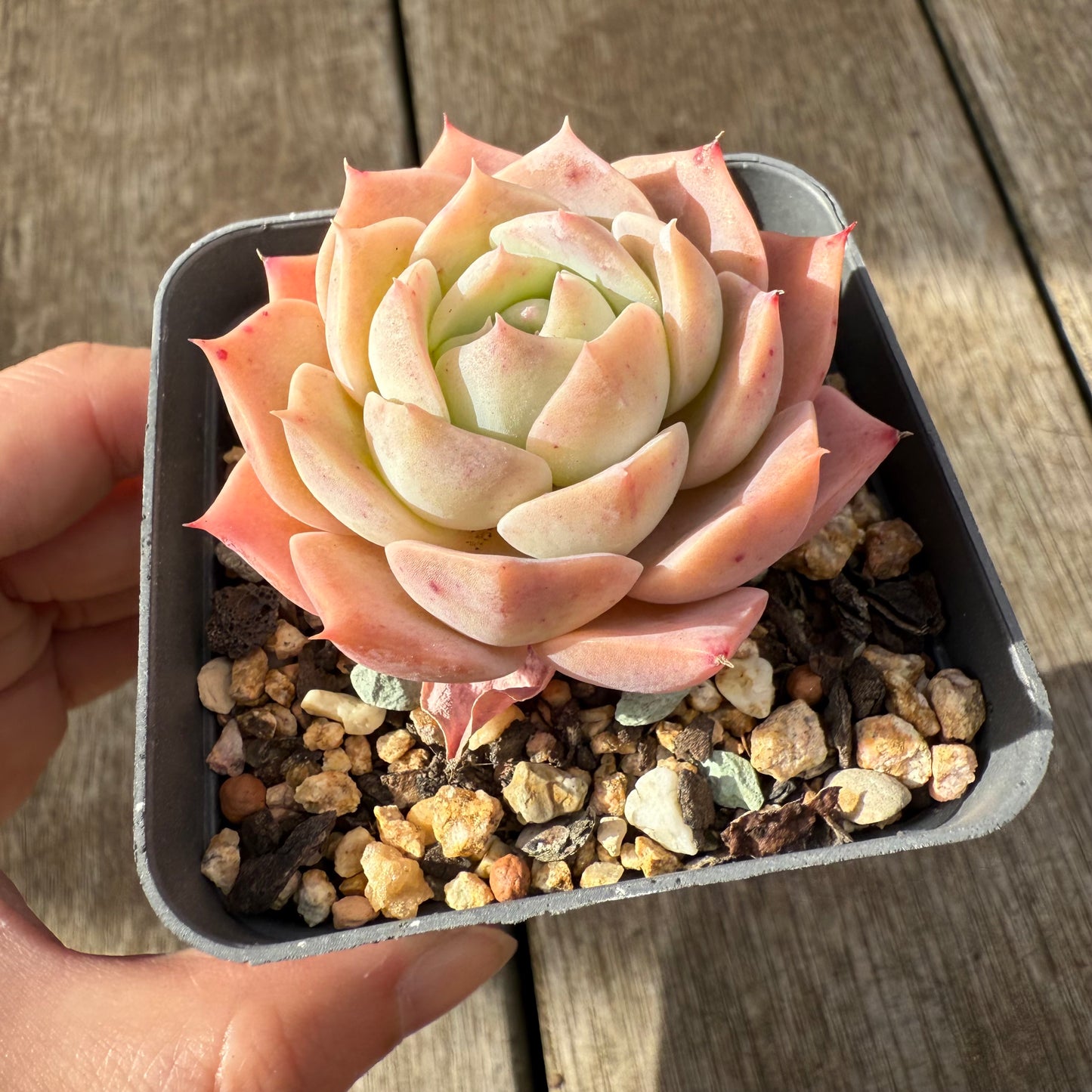 000 Succulent Jumbo Value Pack [J1]