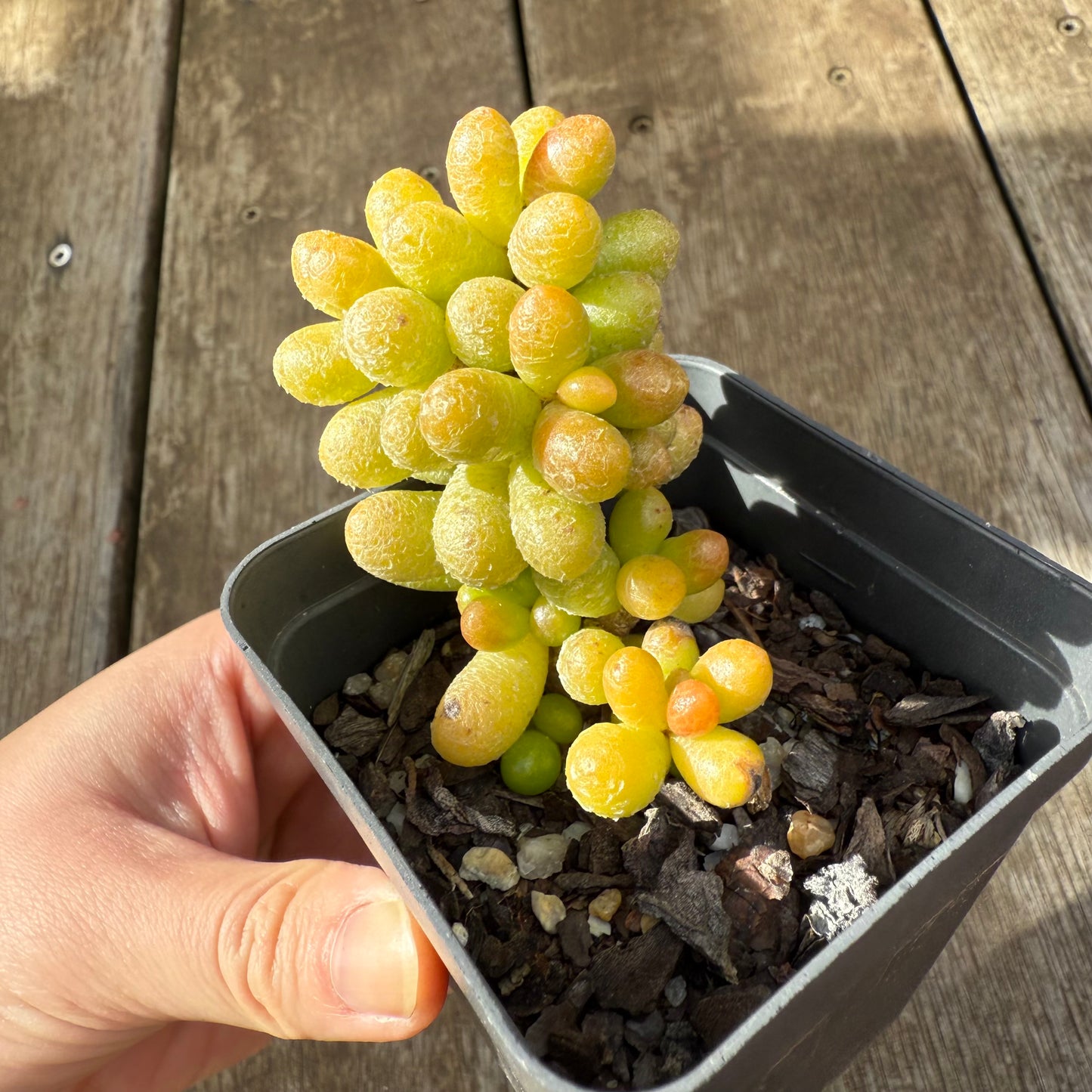000 Succulent Jumbo Value Pack [J1]
