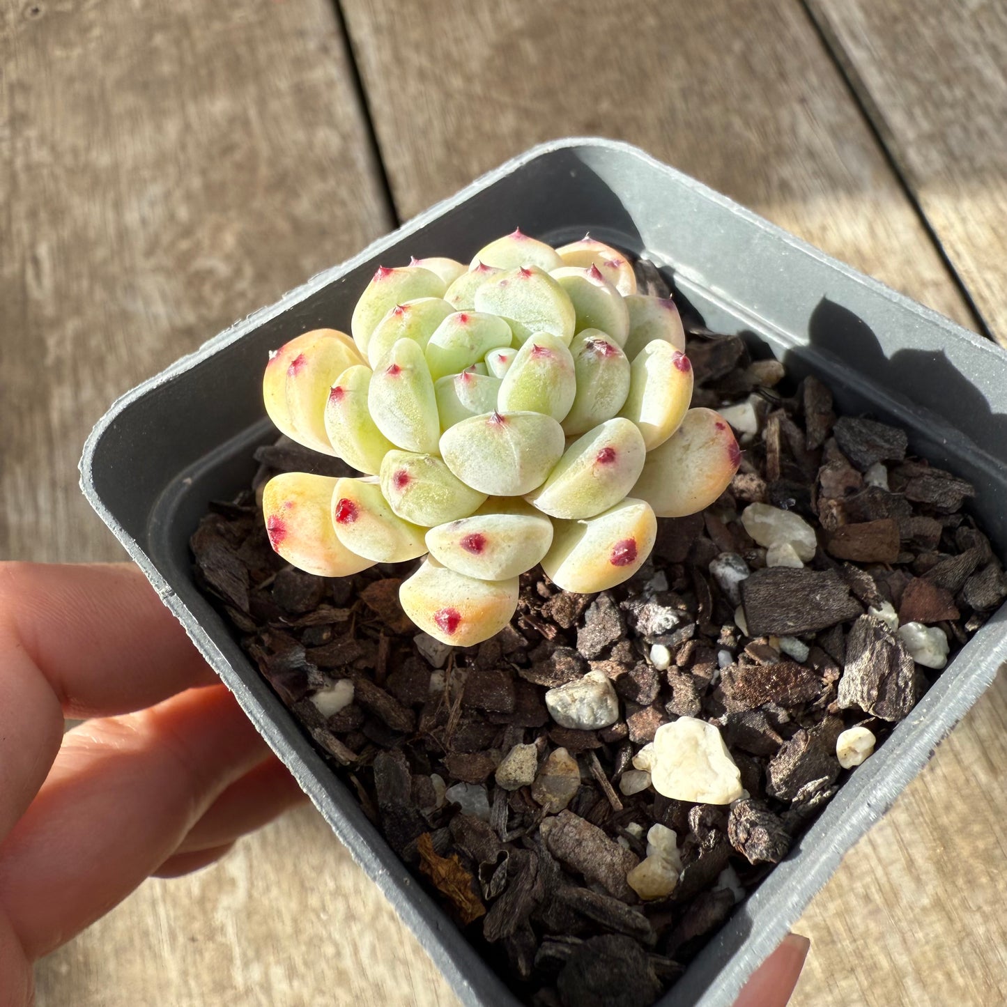 000 Succulent Jumbo Value Pack [J1]