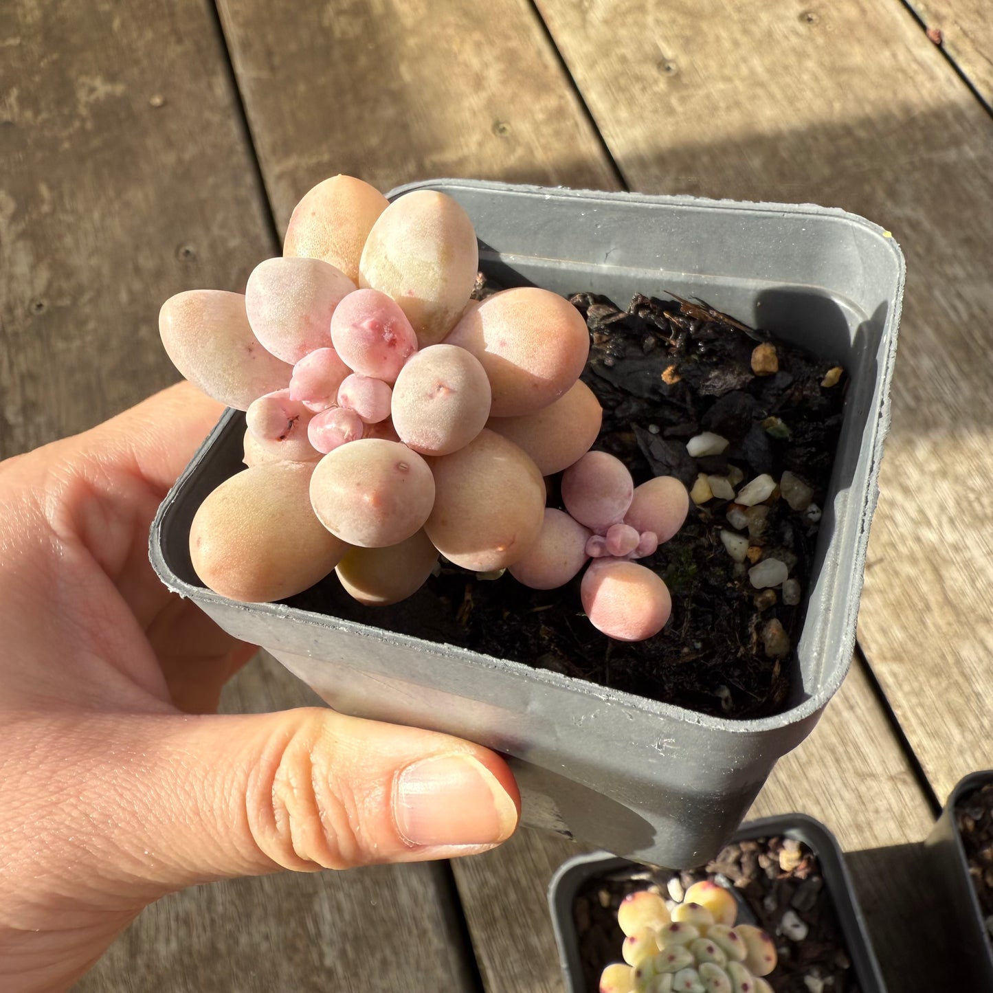 000 Succulent Jumbo Value Pack [J1]
