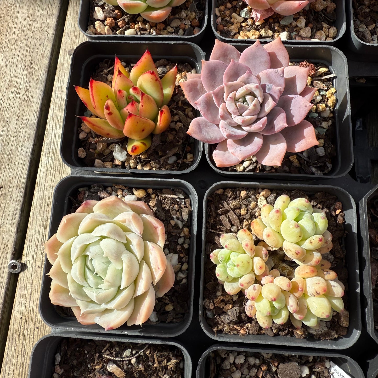 000 Succulent Jumbo Value Pack [J1]