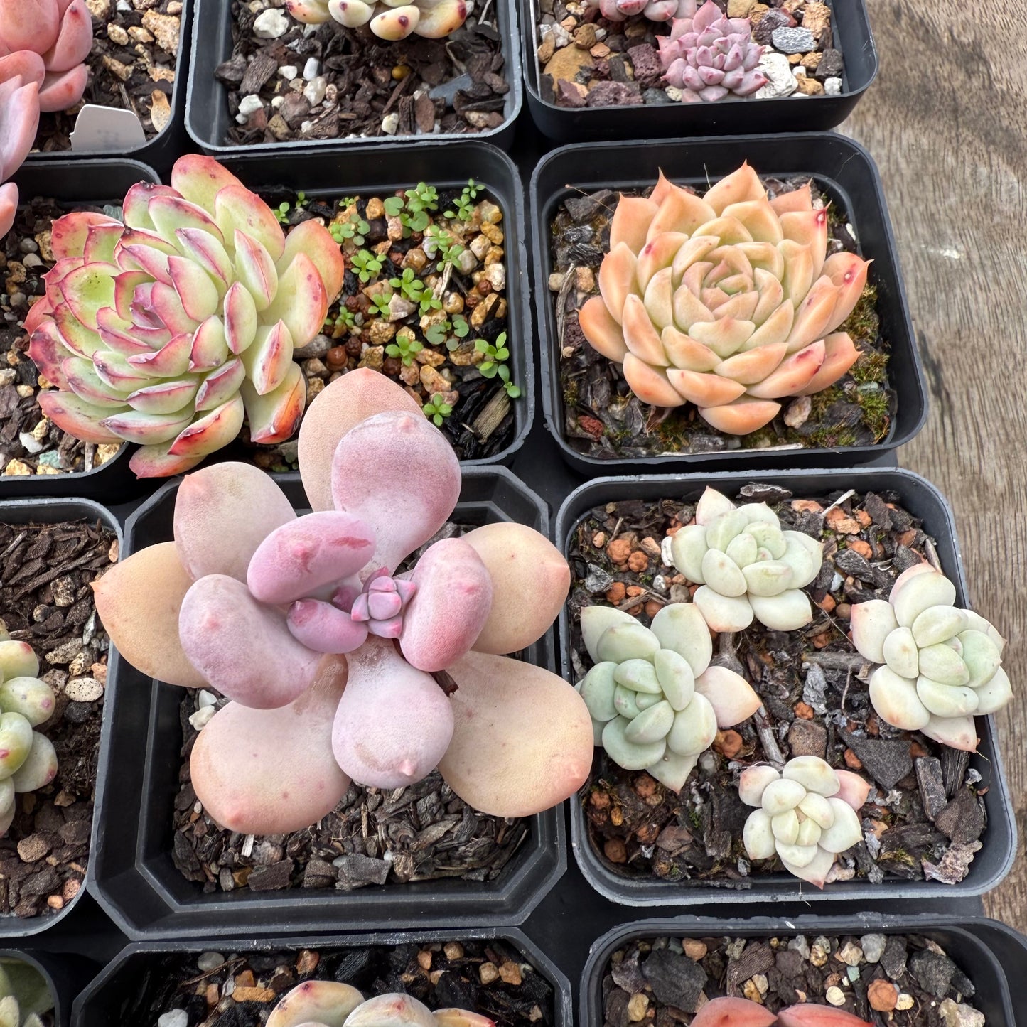 000 Succulent Jumbo Value Pack [J1]