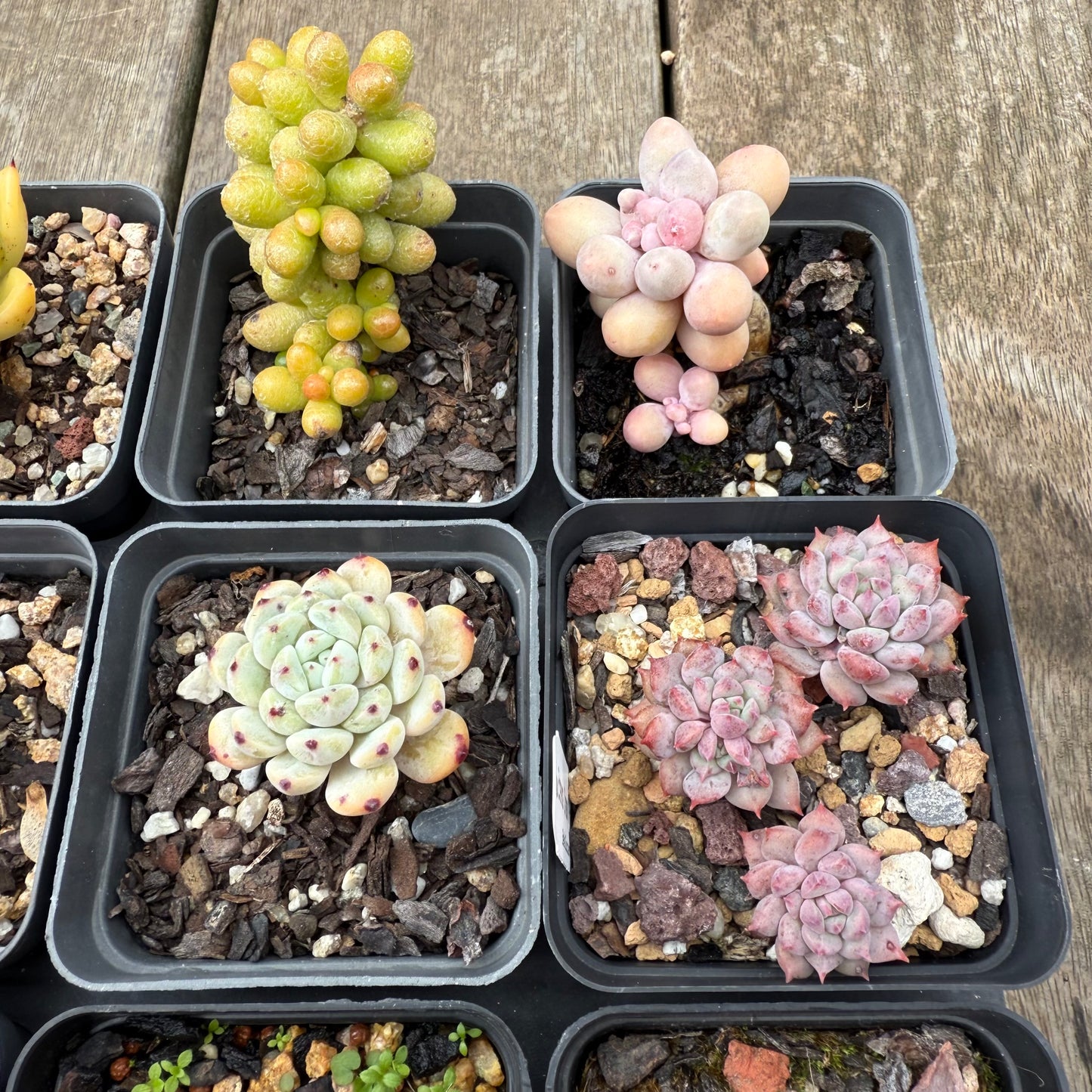 000 Succulent Jumbo Value Pack [J1]