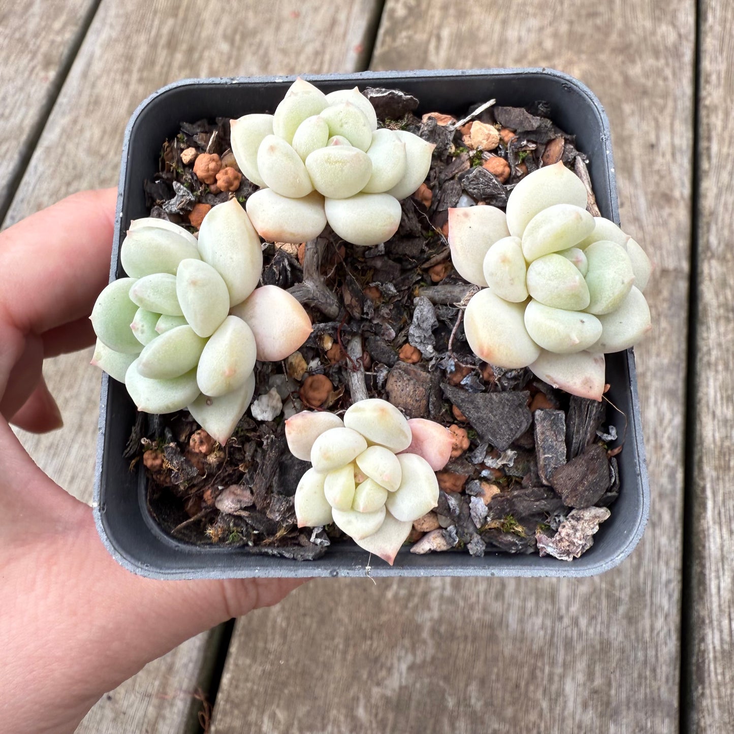 000 Succulent Jumbo Value Pack [J1]