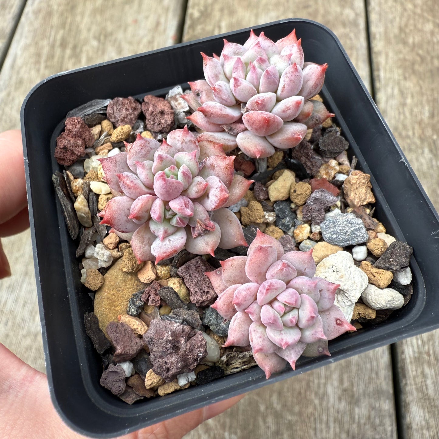 000 Succulent Jumbo Value Pack [J1]