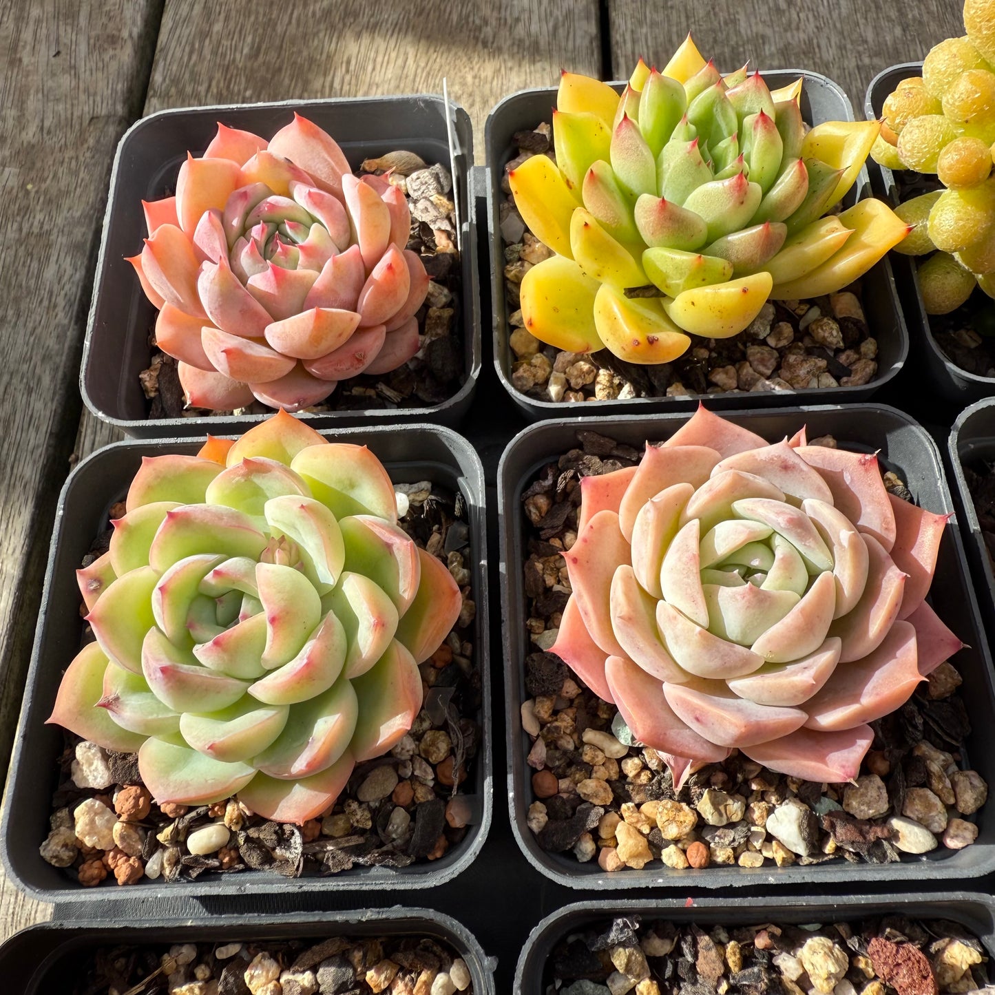 000 Succulent Jumbo Value Pack [J1]
